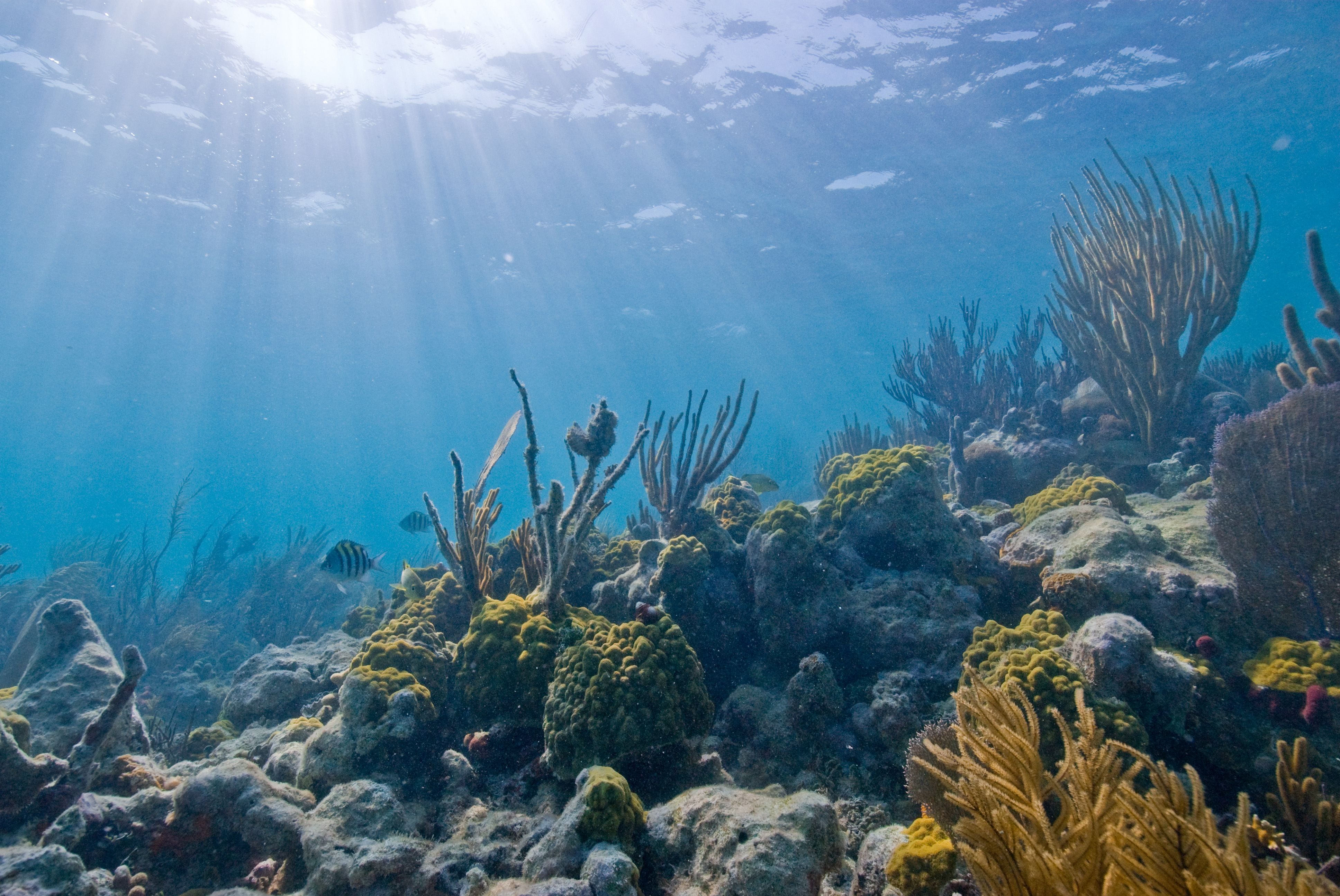 Sunlit underwater coral reef with sea fans, sponges, and fish in clear blue water.