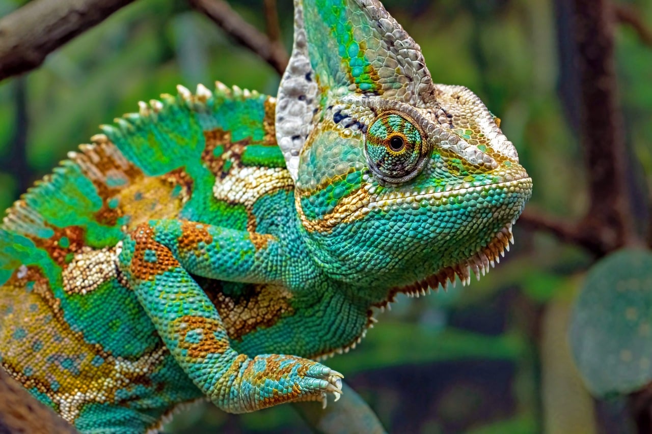 Chameleon, reptile, lizard, colorful, veiled chameleon, hartleys crocodile adventures, australia, turquoise, green, wild