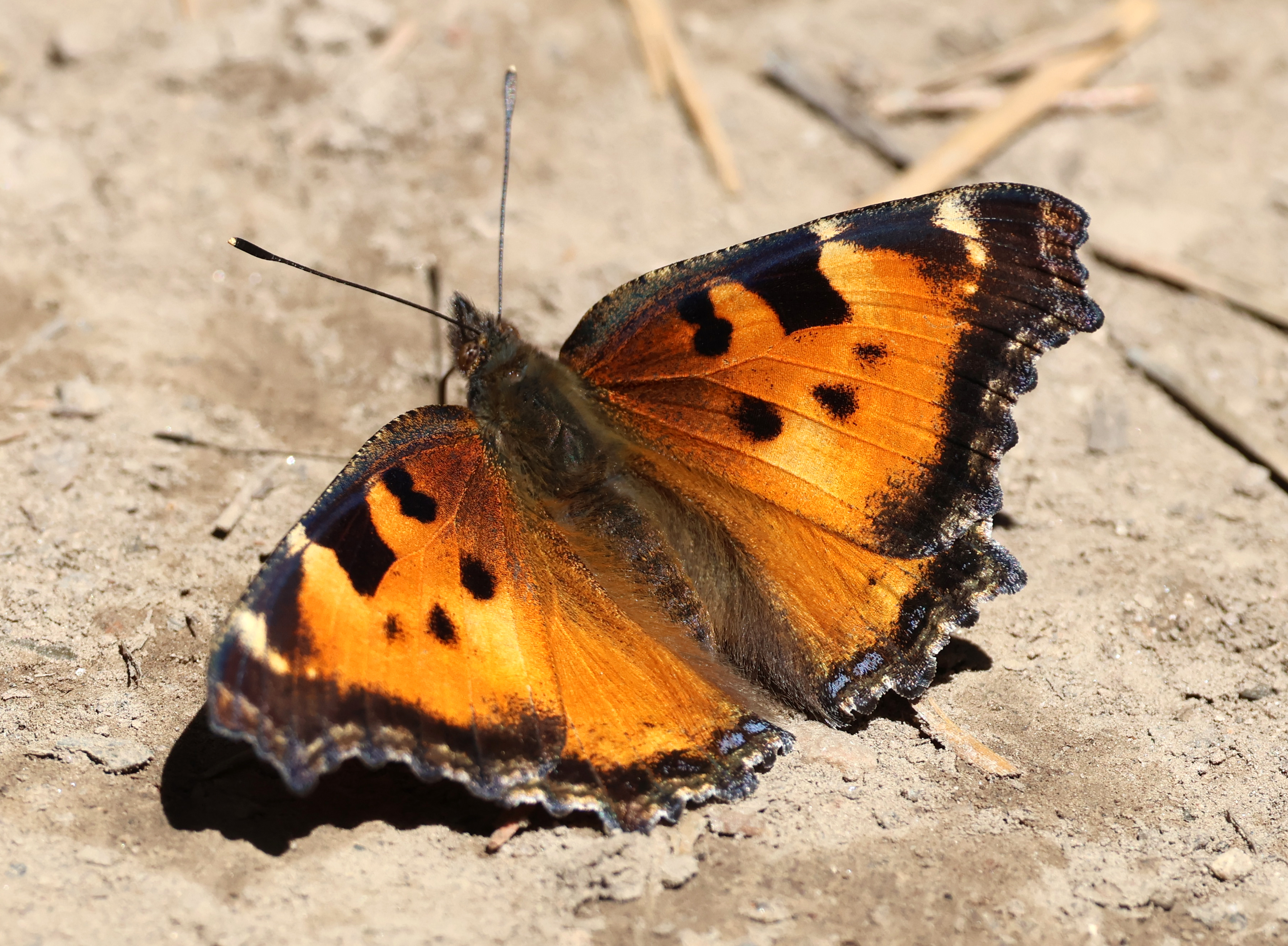 Orange and black butterfly resting with wings open, showing upper wing surface.