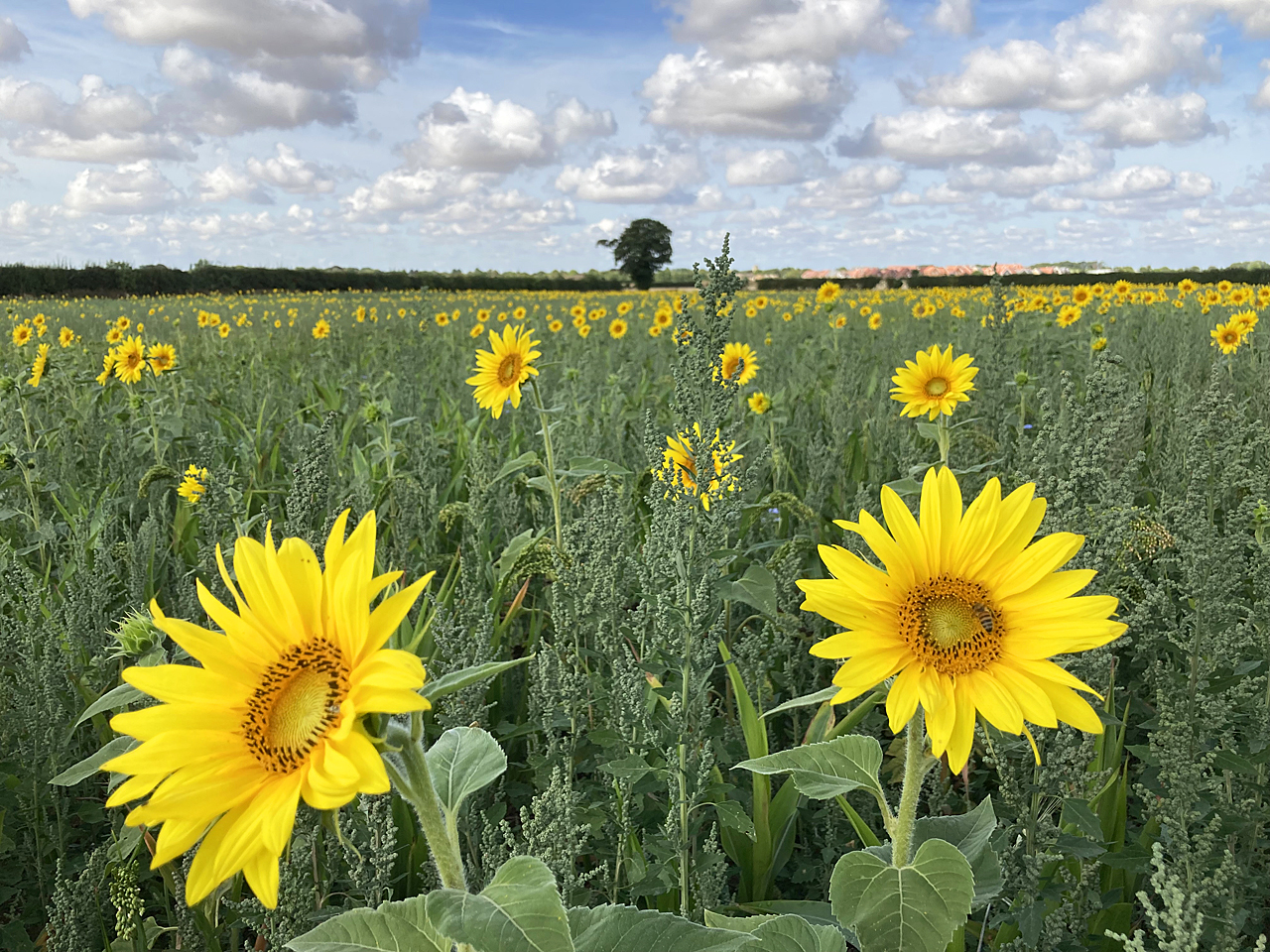 Rows of bright yellow sunflowers in full bloom stretching to the horizon under a partly cloudy sky.