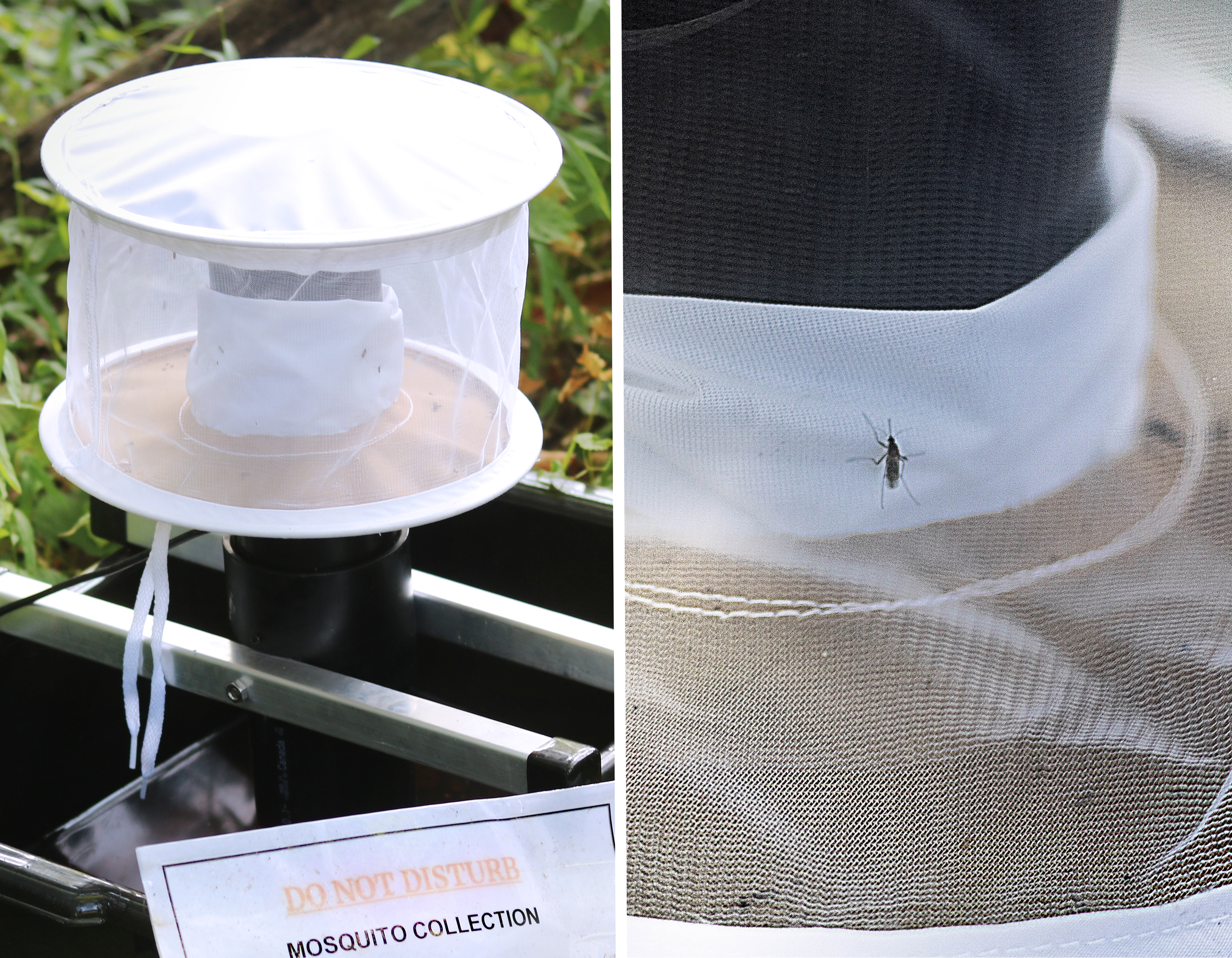 A mosquito surveillance trap with a collection sign beside a close-up of a Culex mosquito on mesh netting.