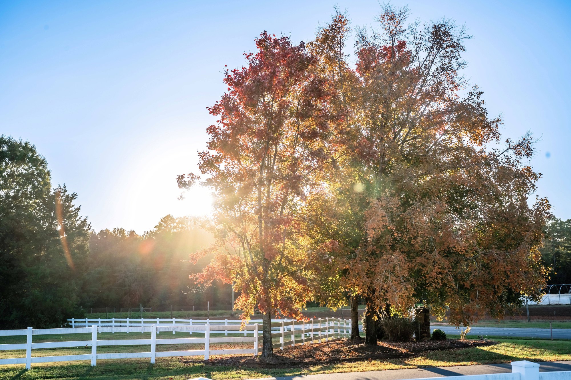 Large deciduous tree with red and orange autumn leaves beside a white split-rail fence.