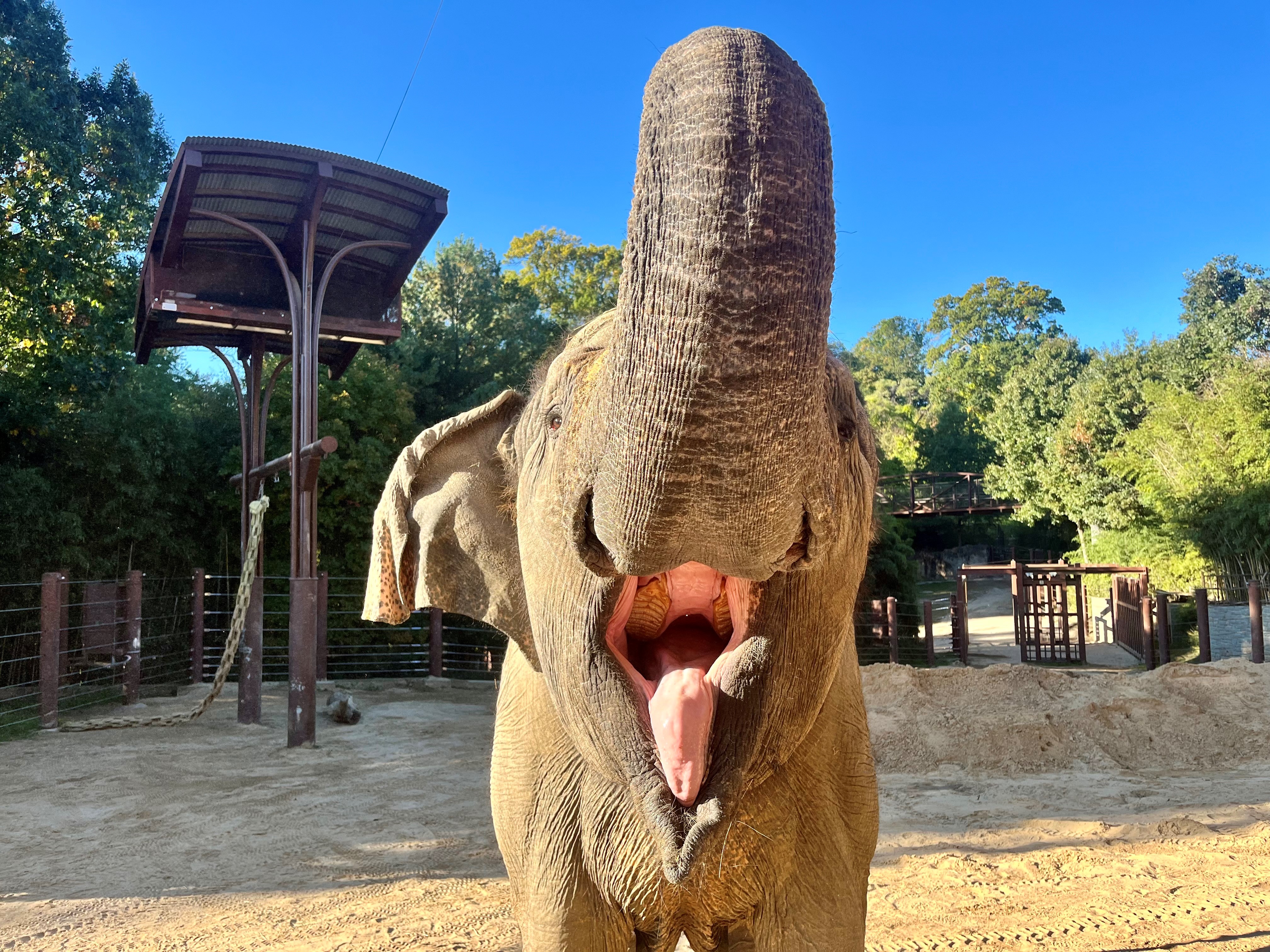 An Asian elephant raises its trunk and opens its mouth wide in a sunny outdoor enclosure.