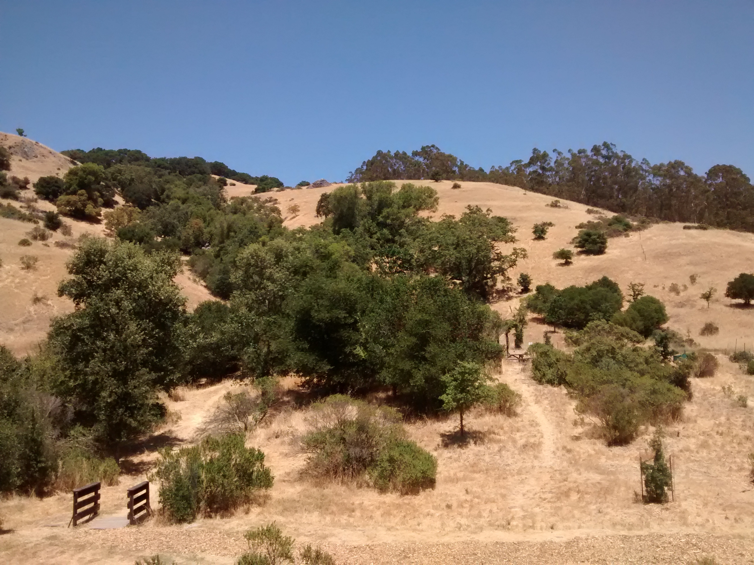 Dry golden hillside with scattered oak trees, a dirt trail, and a wooden fence at a California open space park.