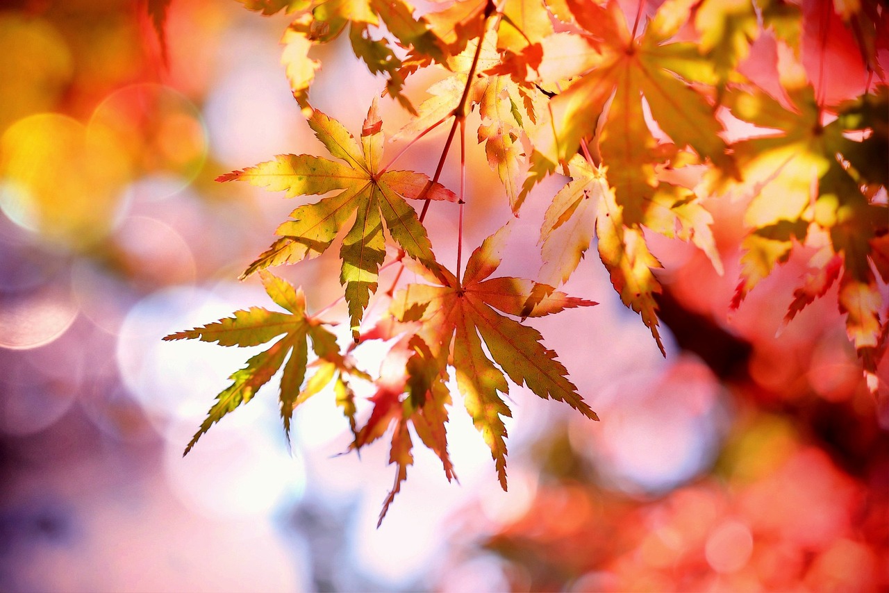 Maple, fall, multicoloured, nature, bokeh, leaves, autumn leaves, plant, maple foliage, autumn colors, autumn, autumn le