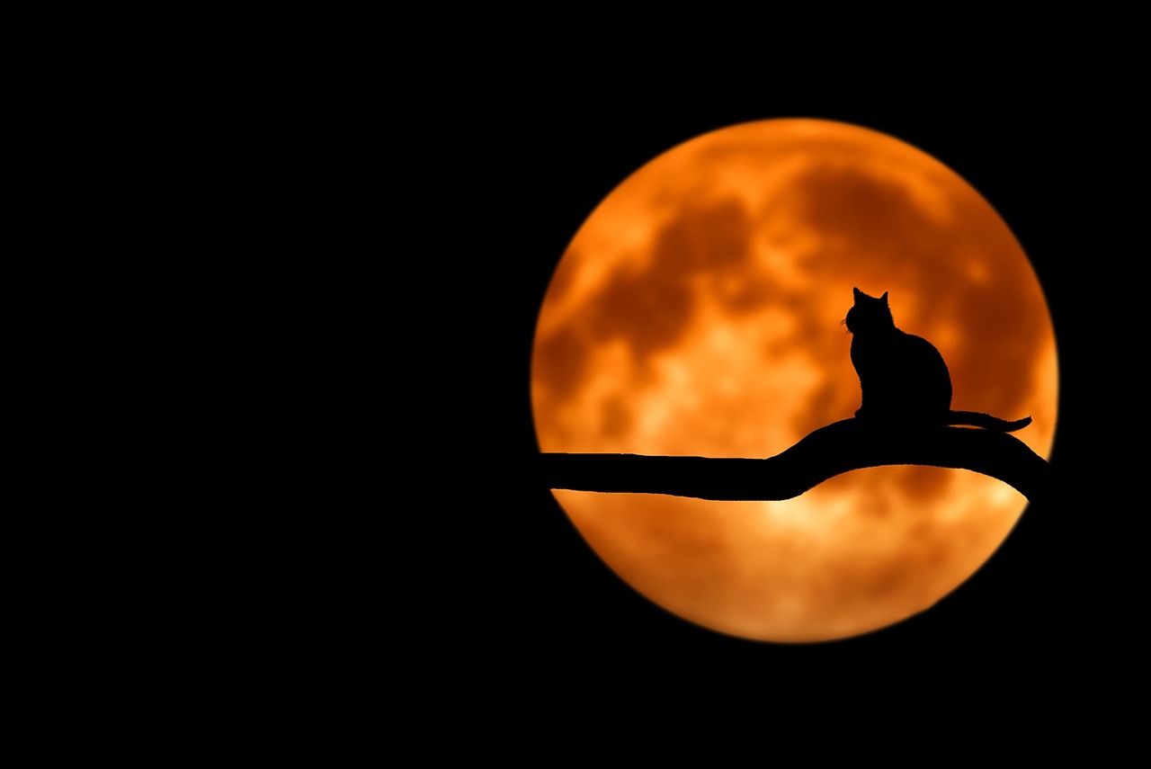 A cat silhouette under a full moon.