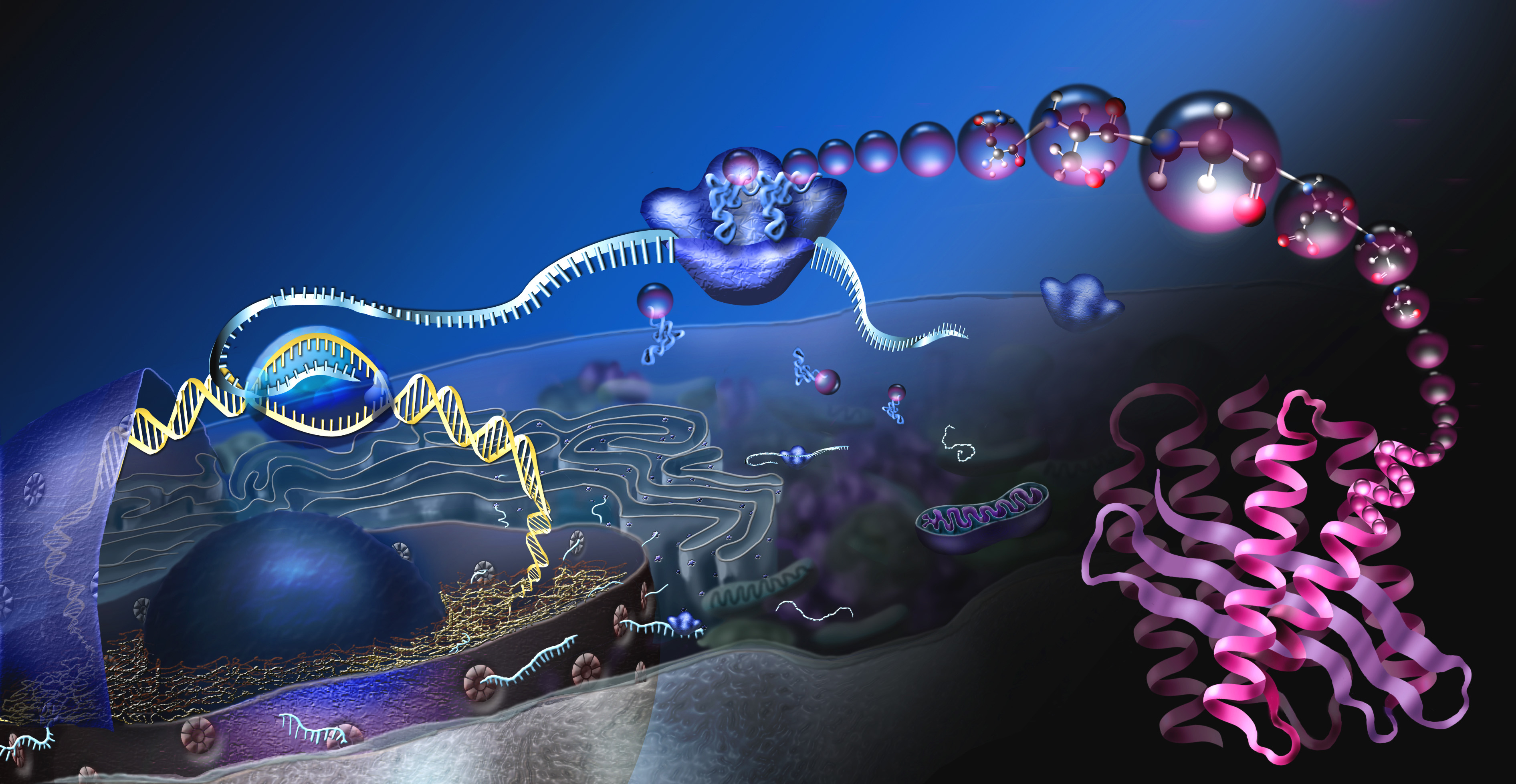 Illustration showing DNA, RNA polymerase, ribosomes, and a folded protein inside a cell.
