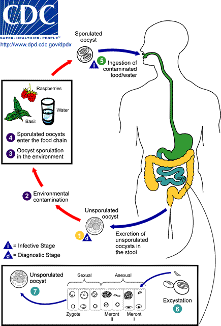 CDC infographic showing the life cycle stages of the Cyclospora cayetanensis parasite.