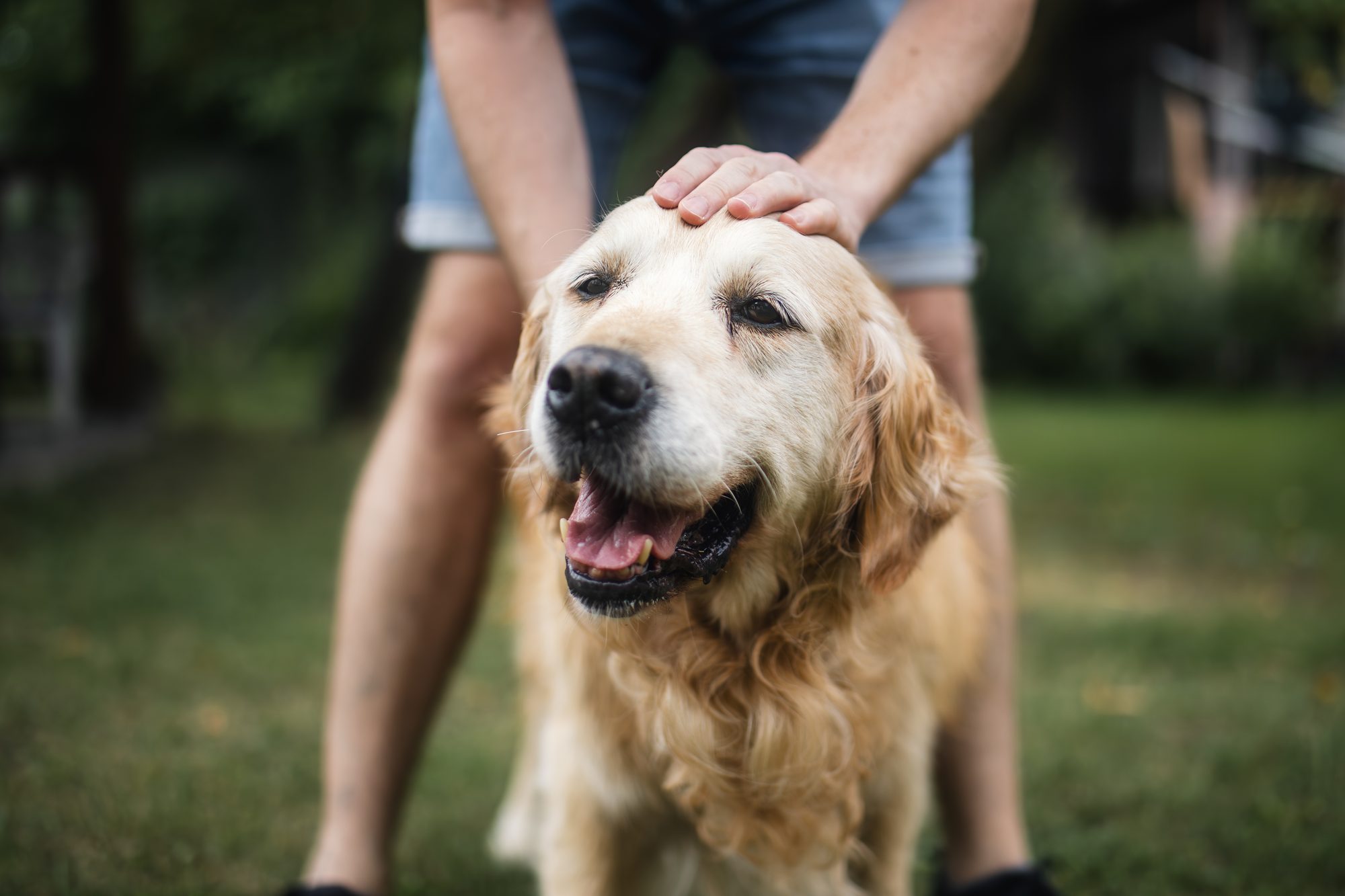 Man stroking his old dog