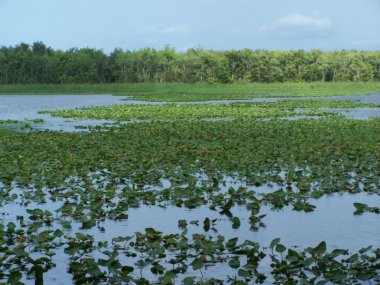 St john's river, florida, hontoon, outdoors, nature, river, summer, waterfront