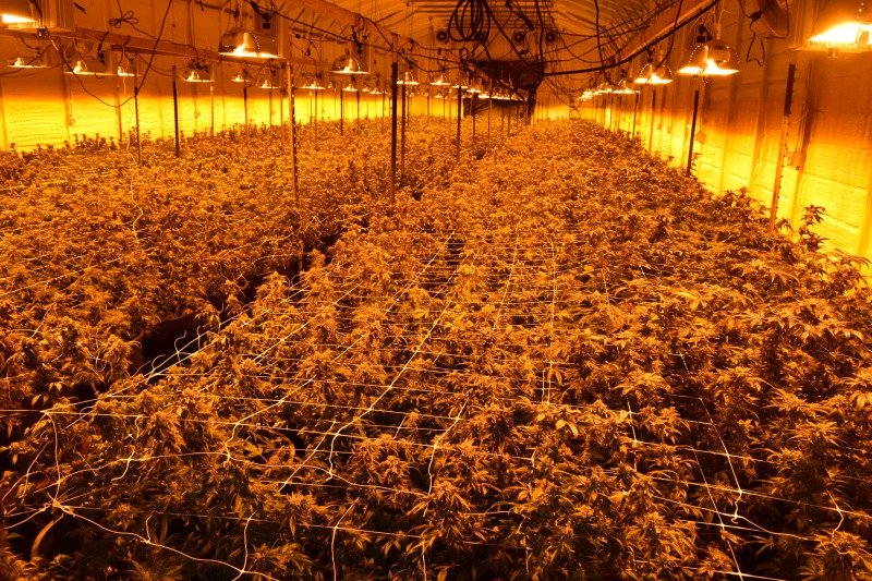 Hundreds of cannabis plants growing under orange-tinted grow lights in a large indoor facility.