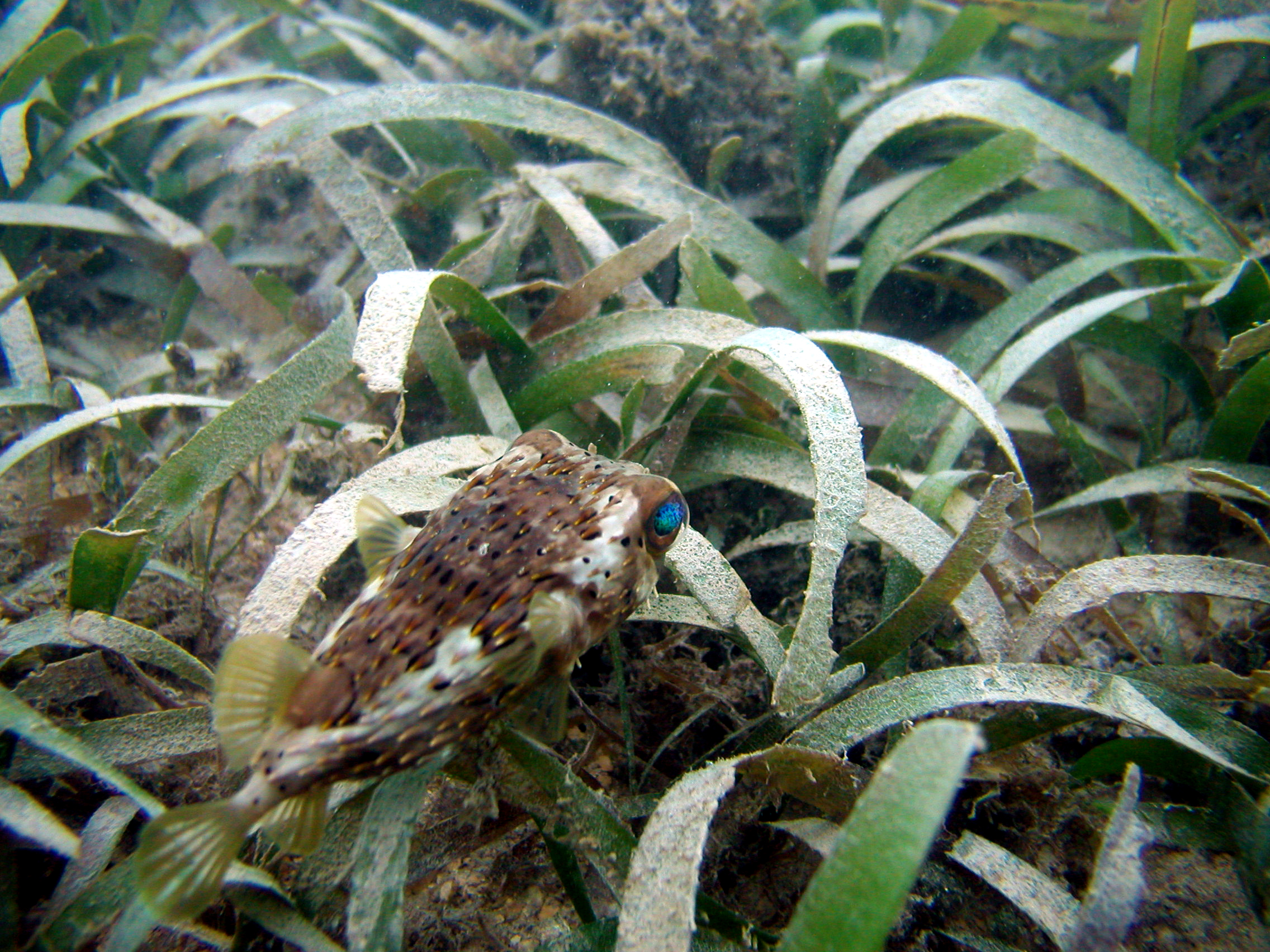 A pufferfish swims among dense seagrass blades on a sandy ocean floor.
