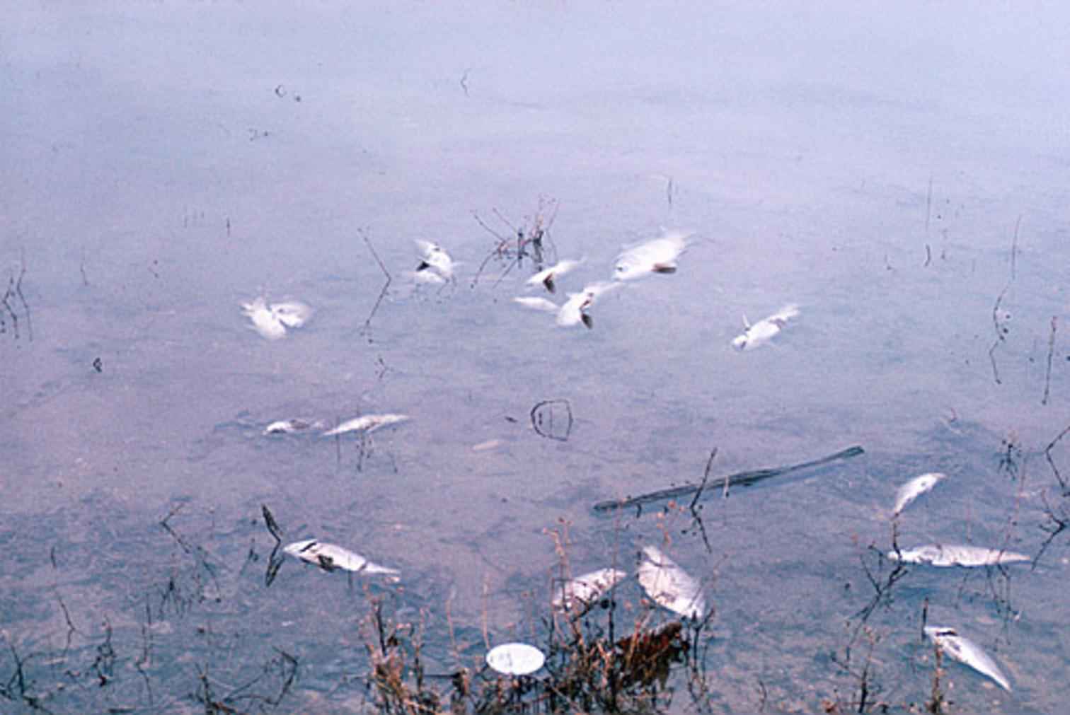 Image title: Water pollution fish kill
Image from Public domain images website, http://www.public-domain-image.com/full-image/miscellaneous-public-domain-images-pictures/junkyards-pictures/water-pollution-fish-kill.jpg.html