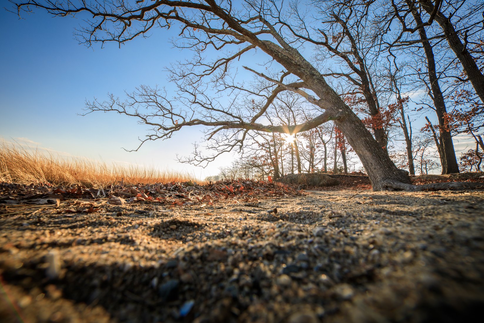 Low-angle winter landscape showing bare trees with sun creating a starburst through branches, fallen leaves on the ground.