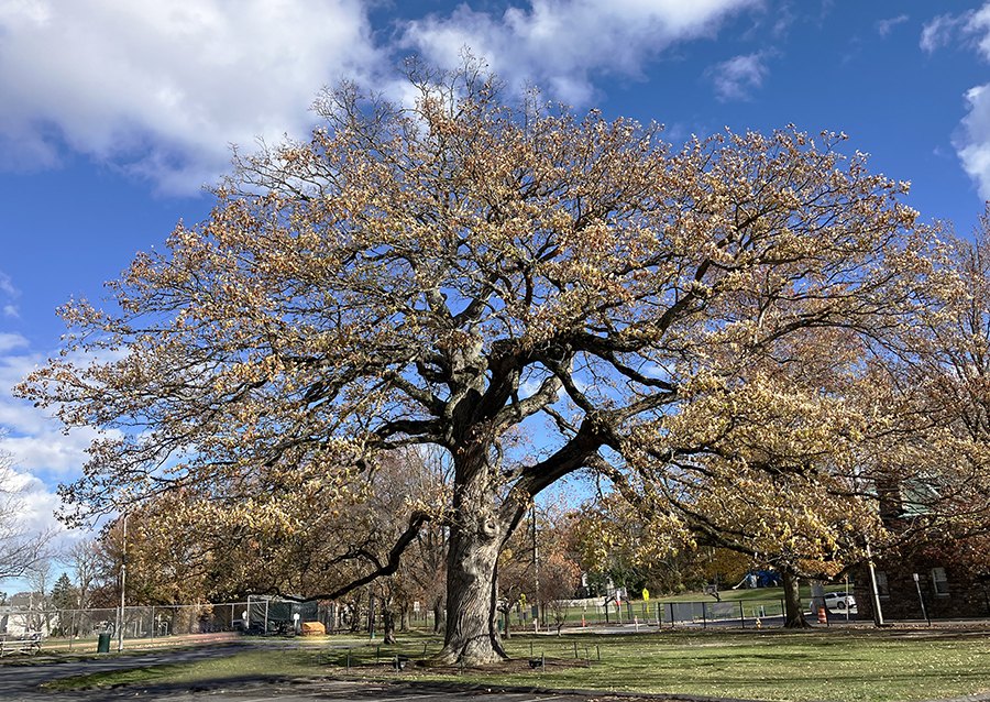 A large oak tree with golden-brown autumn foliage in a park with green grass and a paved path.