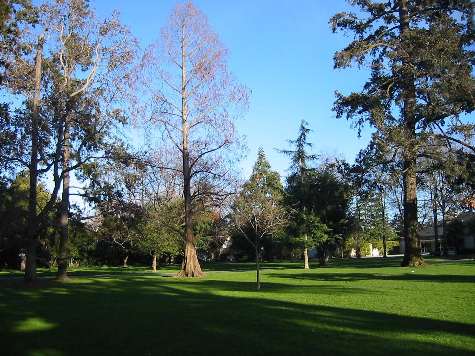 Wide grassy lawn surrounded by tall trees under a clear blue sky in a public park.