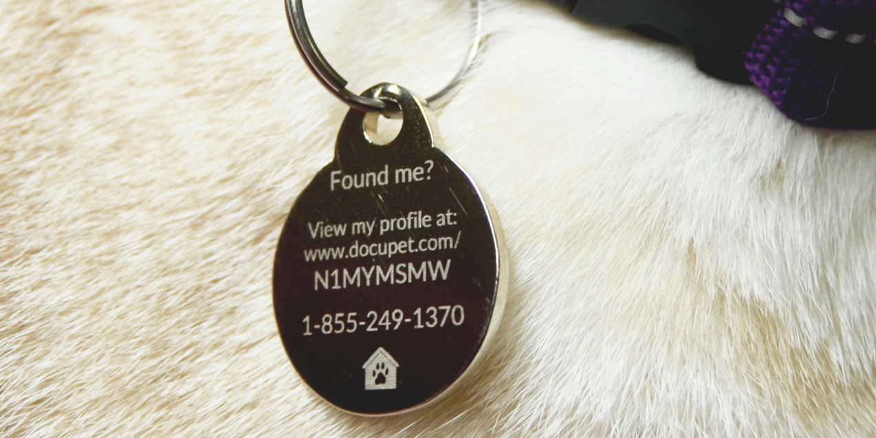 Dark oval pet ID tag on a purple dog collar resting on white fur.