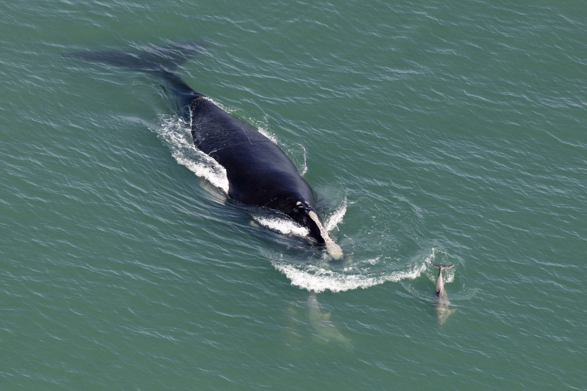North Atlantic Right Whale