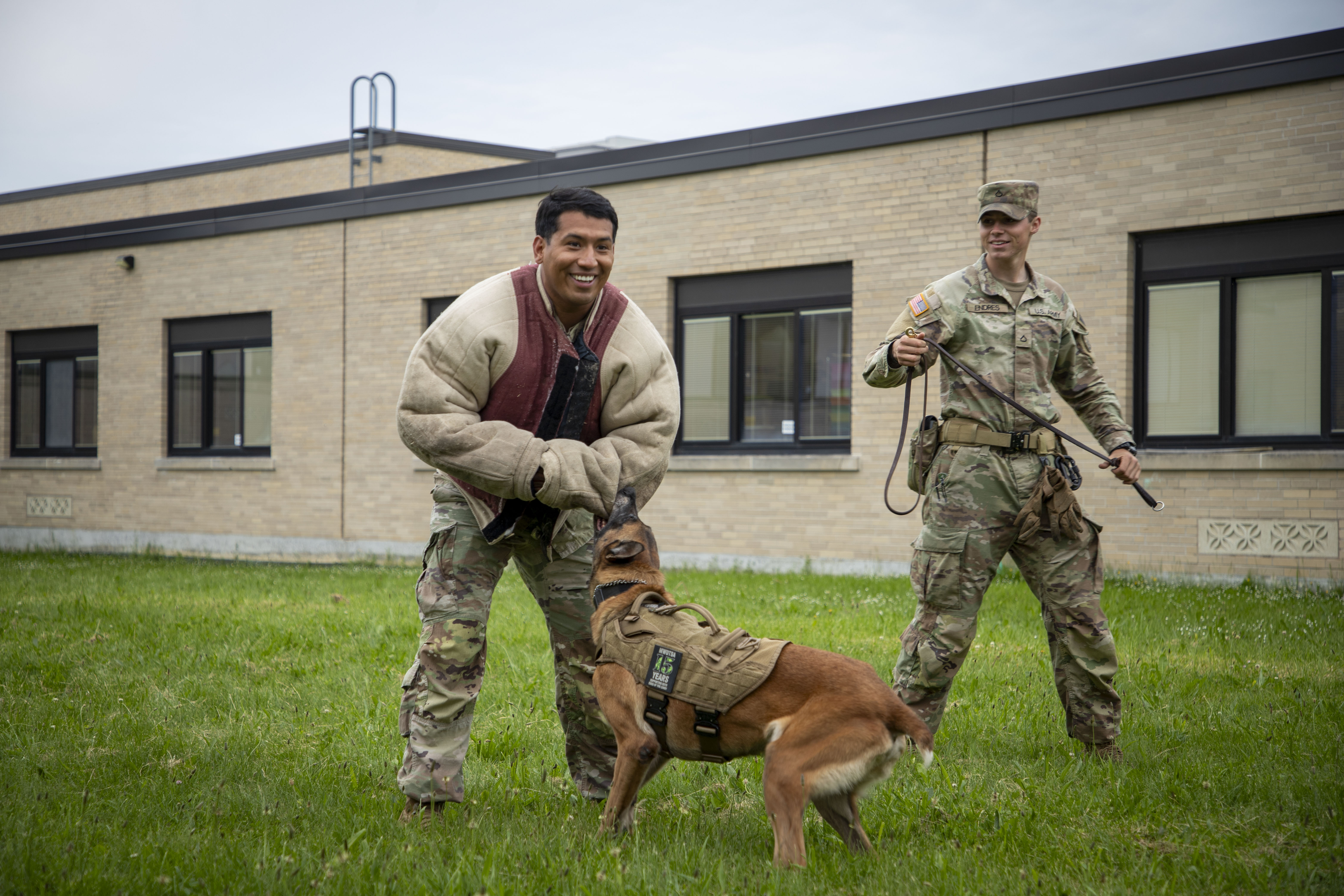 A police dog lunges at a person wearing a padded bite suit during an outdoor K-9 demonstration.