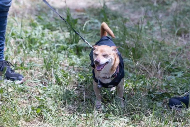 A dog with a black towel on its back smiles and pants