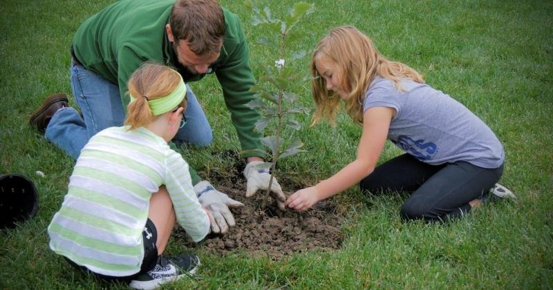 Three people kneeling on grass to plant a small sapling in a hole.
