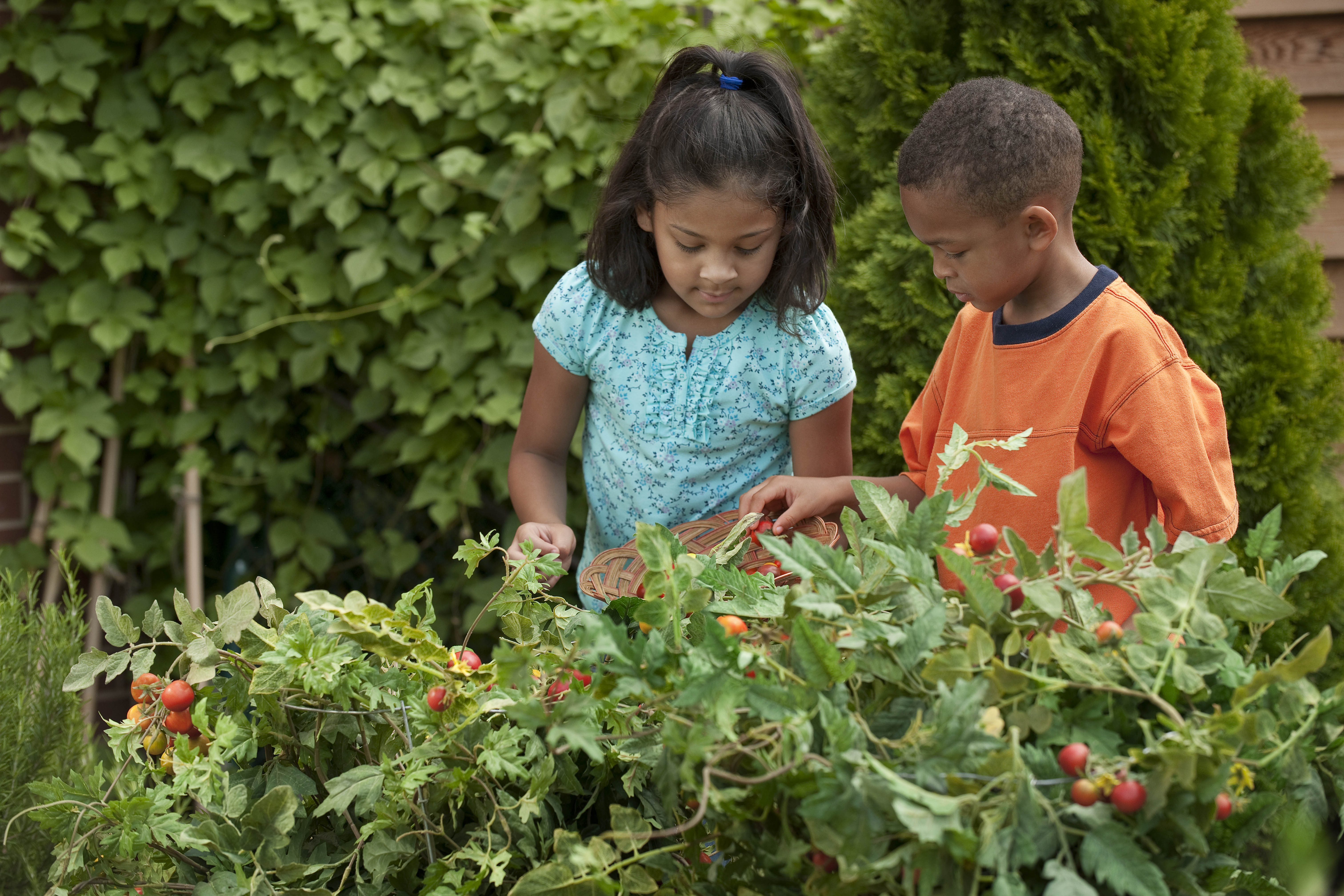 Two children picking red tomatoes from leafy garden plants outdoors.