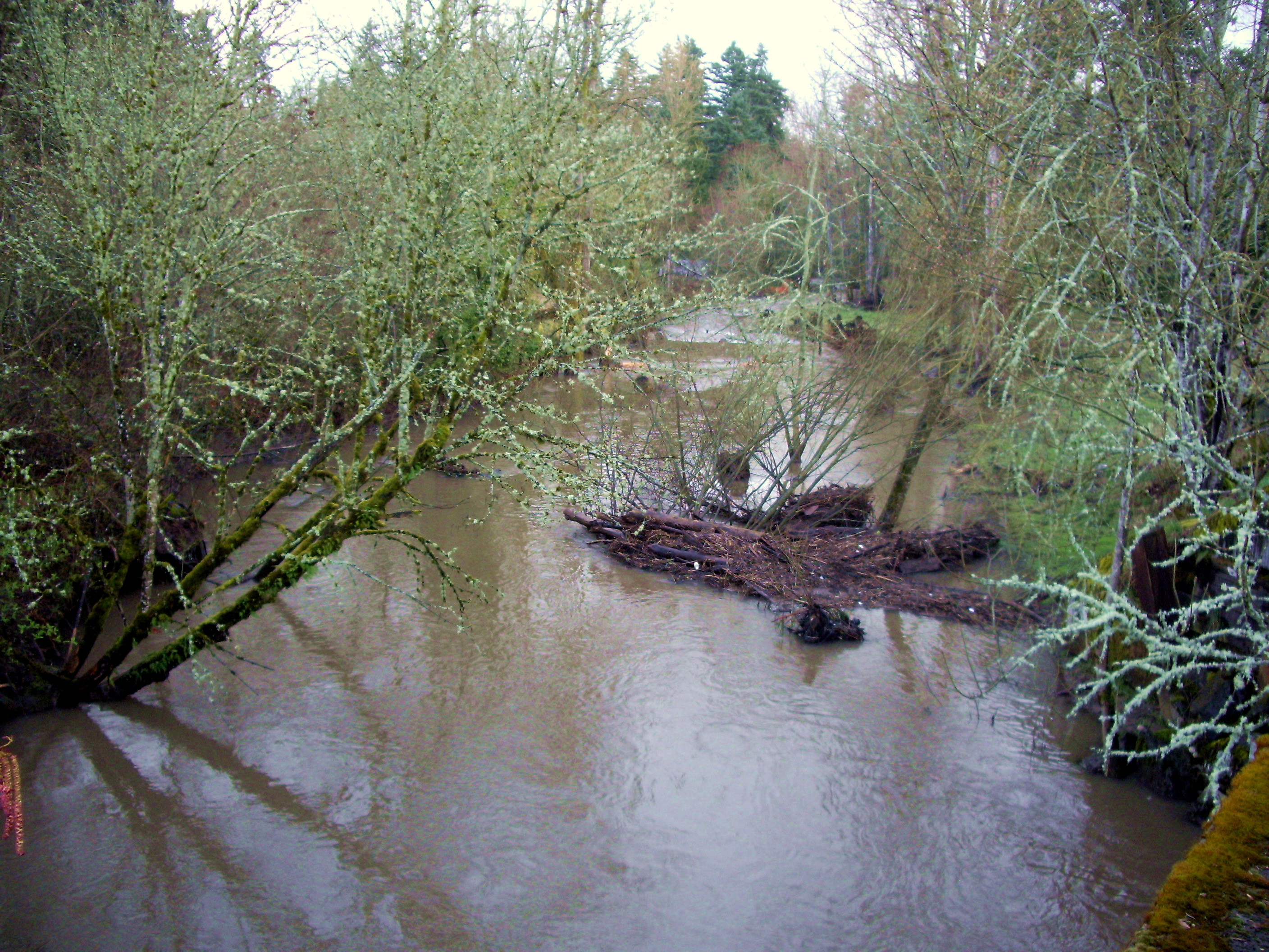 A shallow creek flowing through a wooded natural area.
