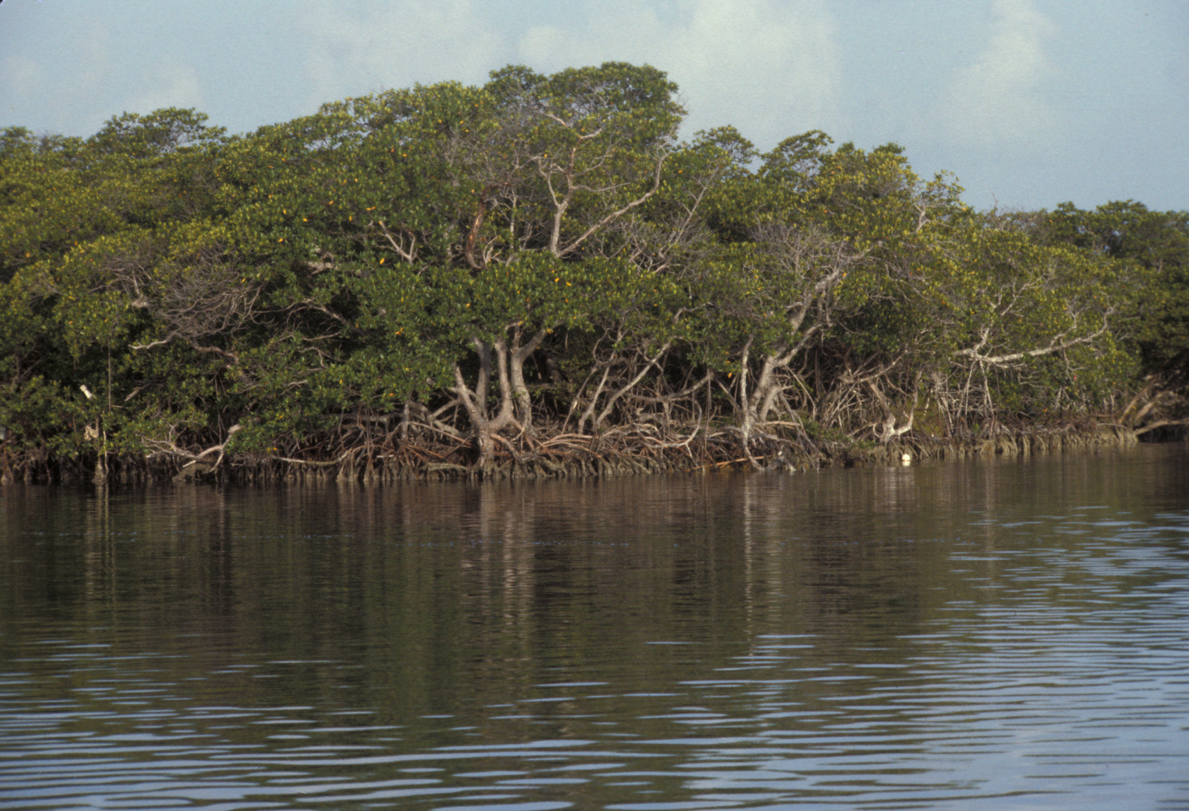 Dense mangrove trees with prop roots along a calm, reflective bay shoreline.