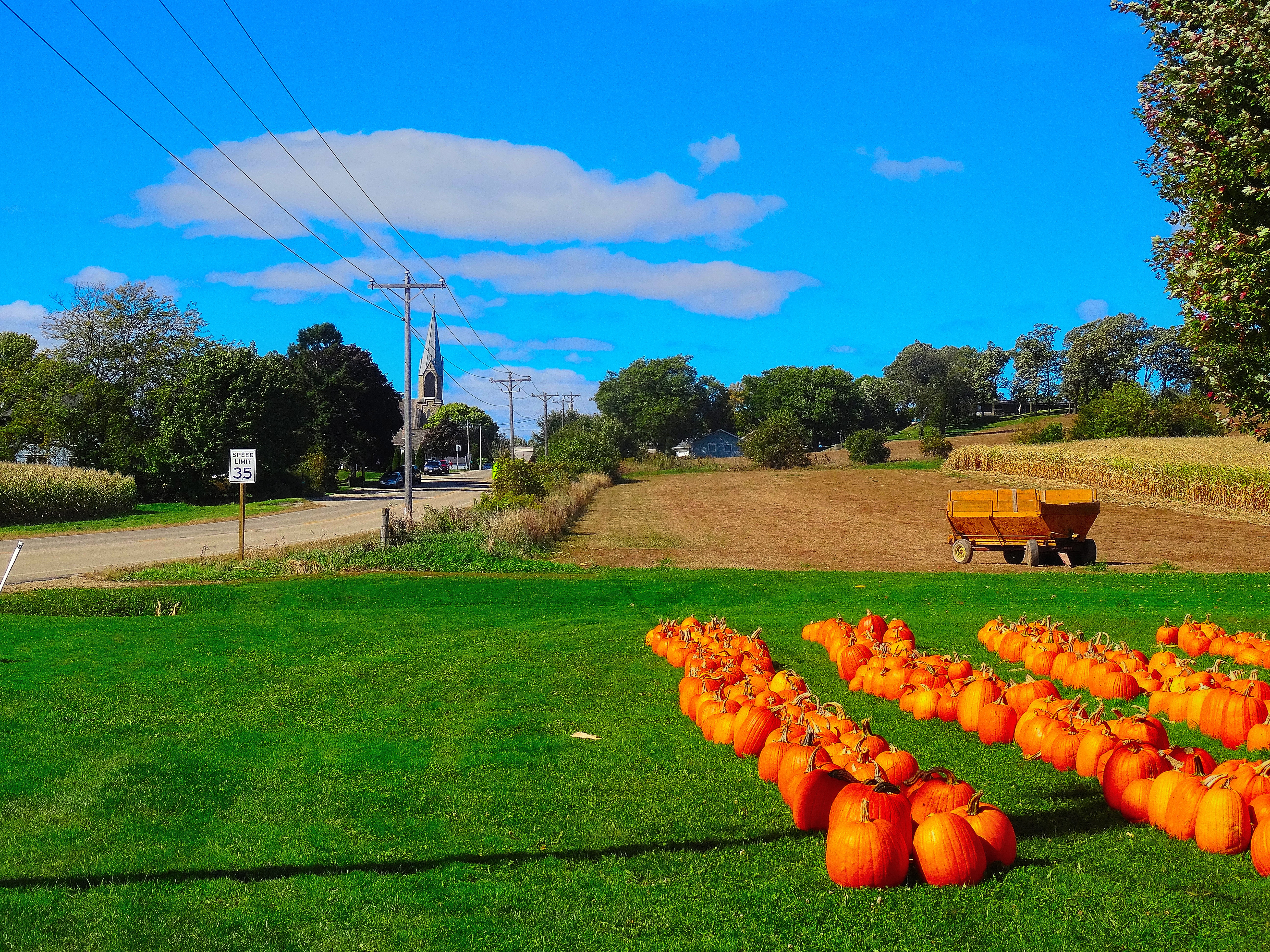 Rows of orange pumpkins on a green lawn with a wooden hay wagon in the background.