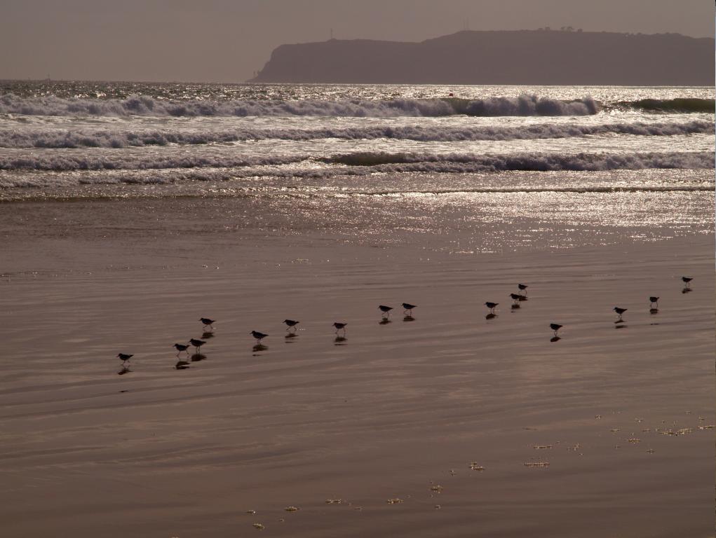 Wide sandy beach with shorebirds near the waterline and ocean waves breaking in the background.