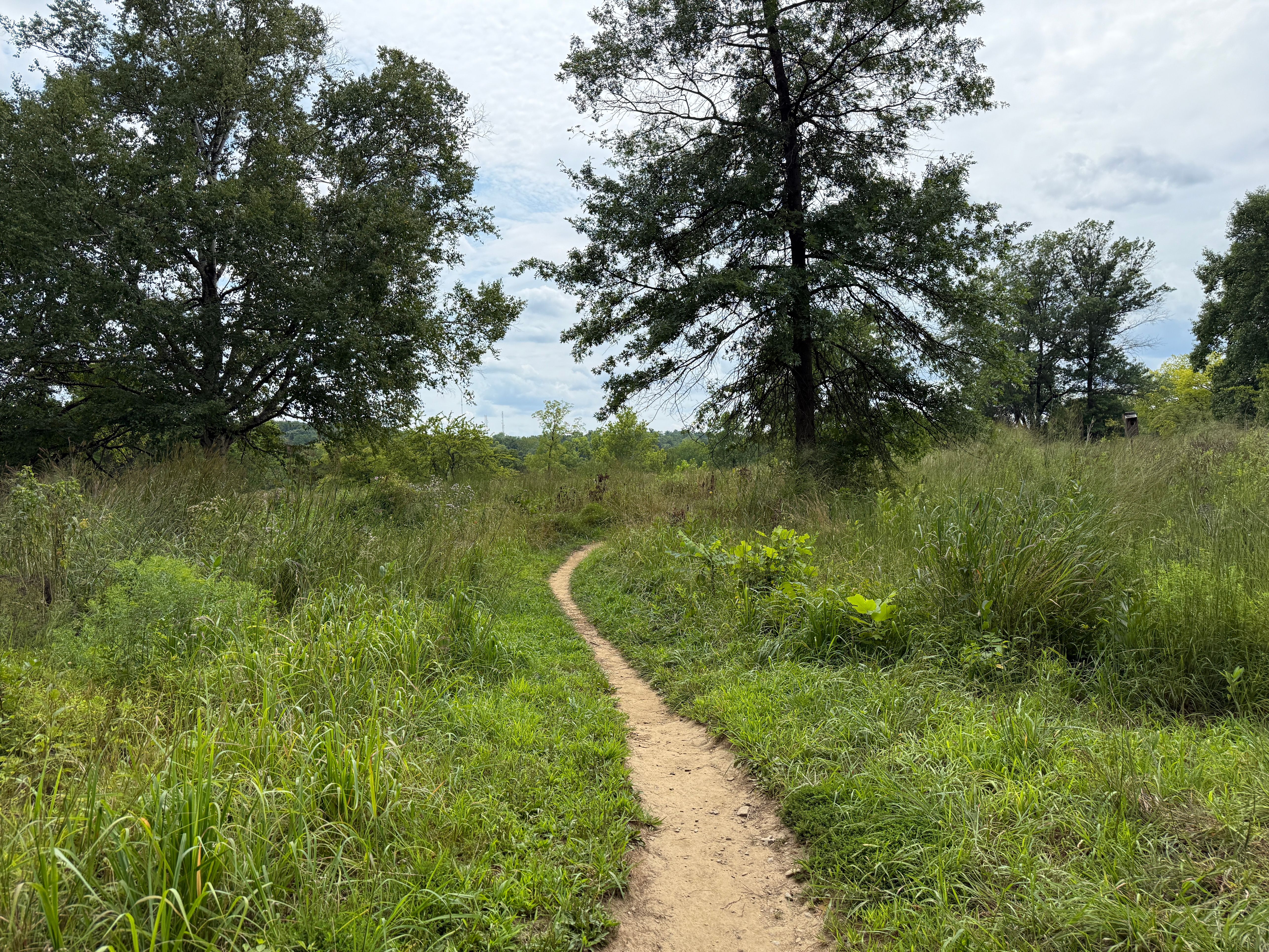 A narrow dirt trail winds through tall green meadow vegetation with trees in the background.