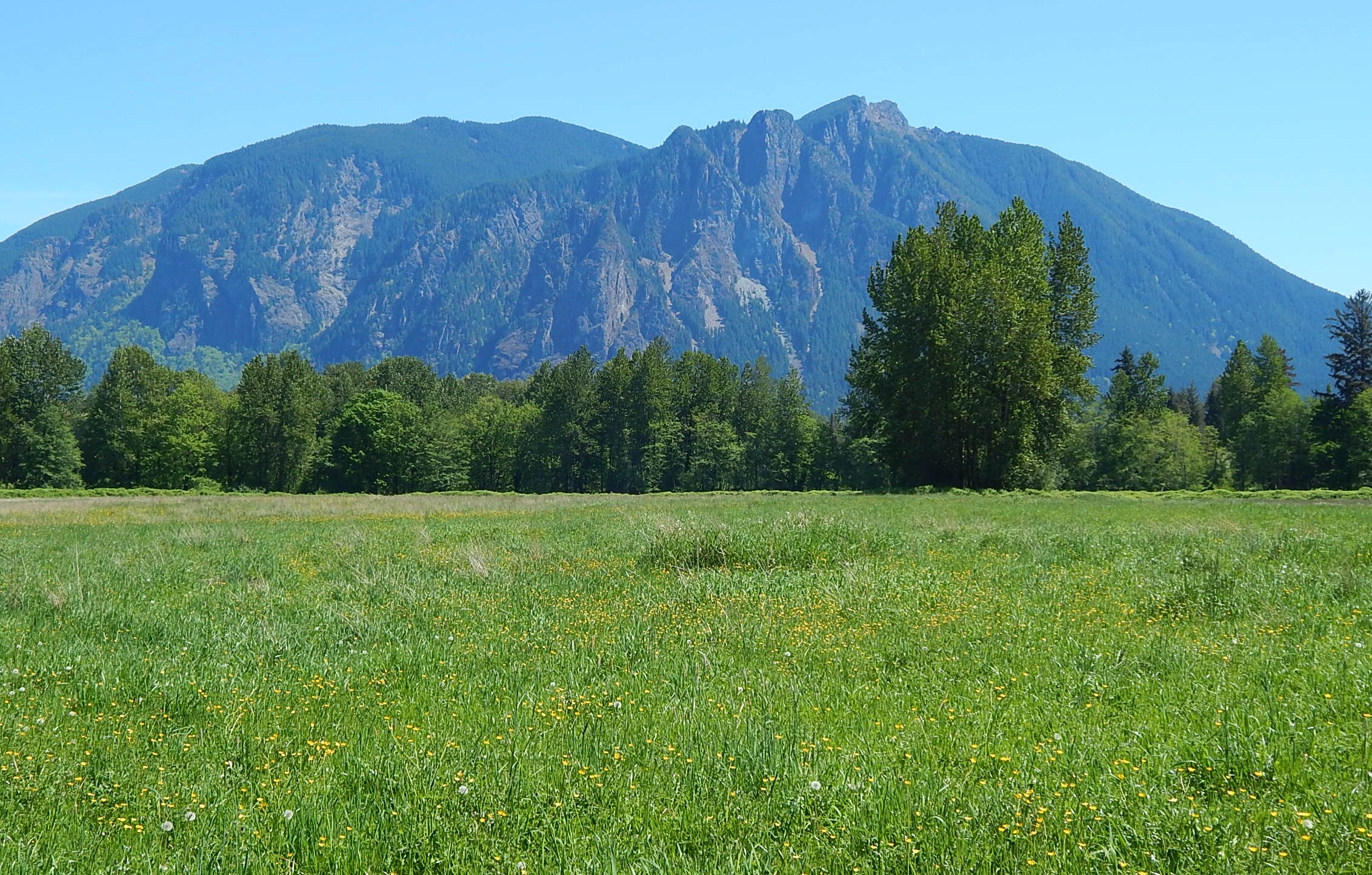 Mount Si rising above a green meadow and forested tree line under a clear blue sky