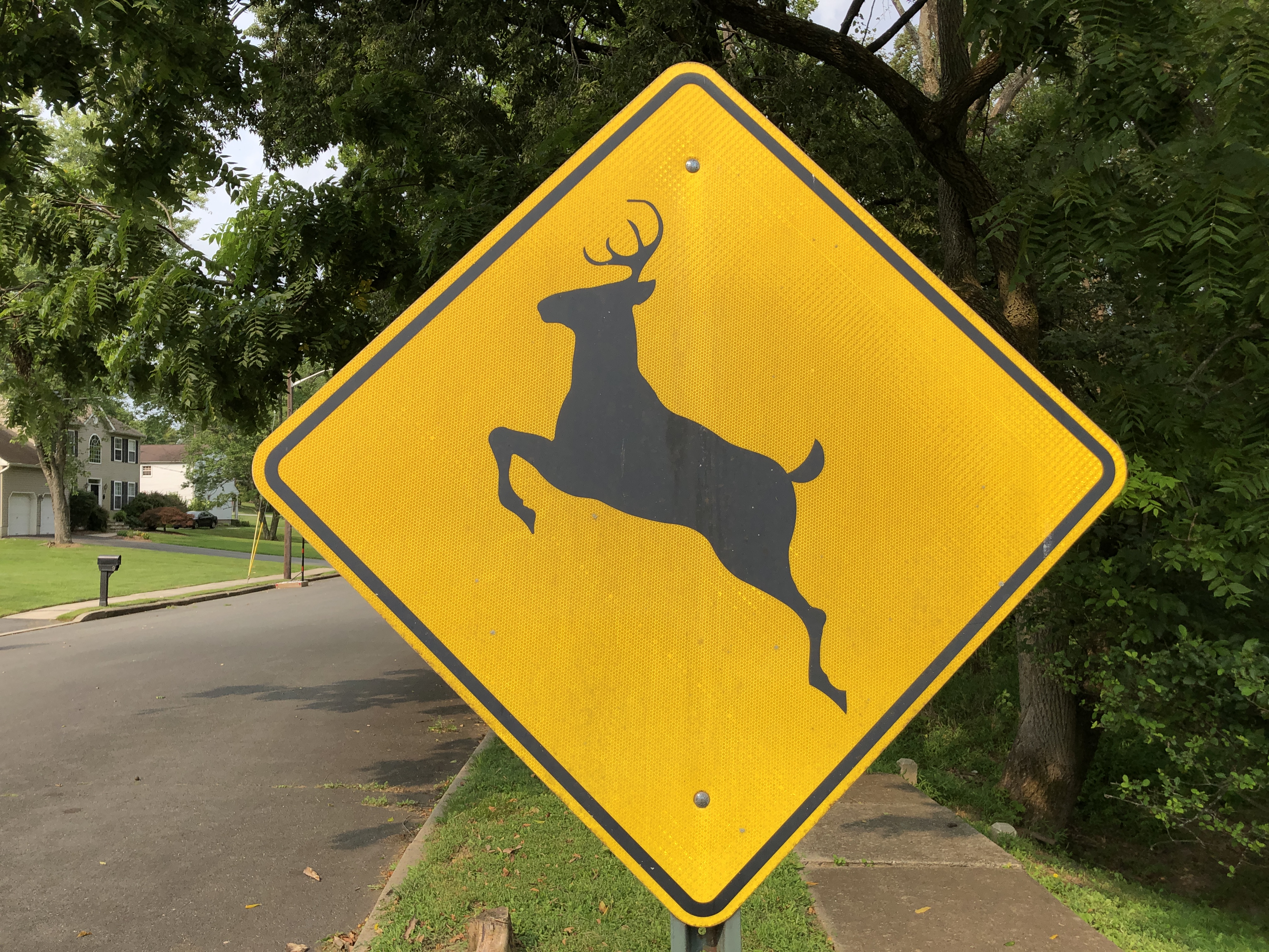 Yellow diamond deer crossing sign on a post beside a tree-lined residential street.