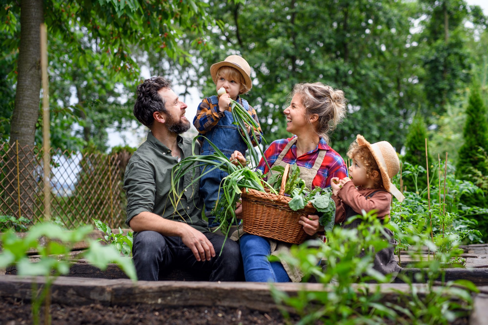 Family with small children gardening on farm, growing organic vegetables.