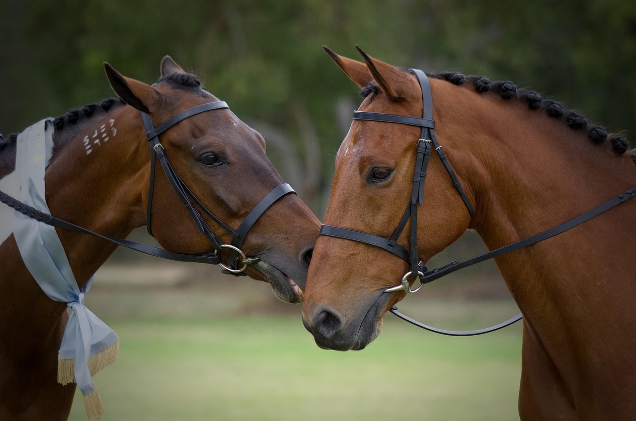 Standardbred, horse, horse show, pacer, nature, bay, posing, head, horses, equine, pinto