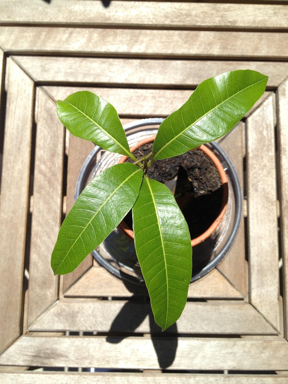 Mango, nature, seedling, pot, potted, plant, tree, potted plant, leaves