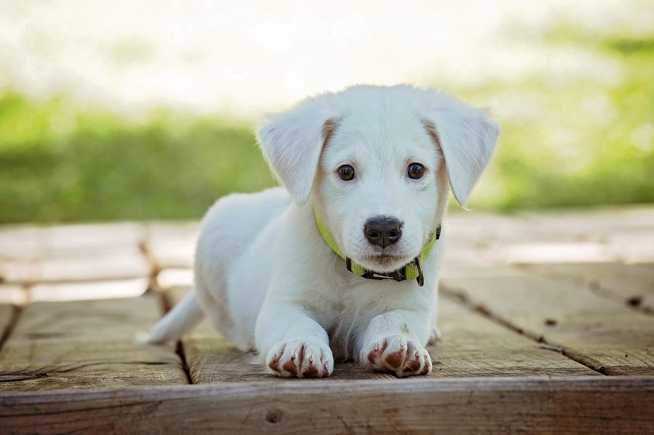 Puppy, dog, pet, collar, dog collar, white puppy, white dog, nature, domestic, domestic dog, lying down, portrait, dog p