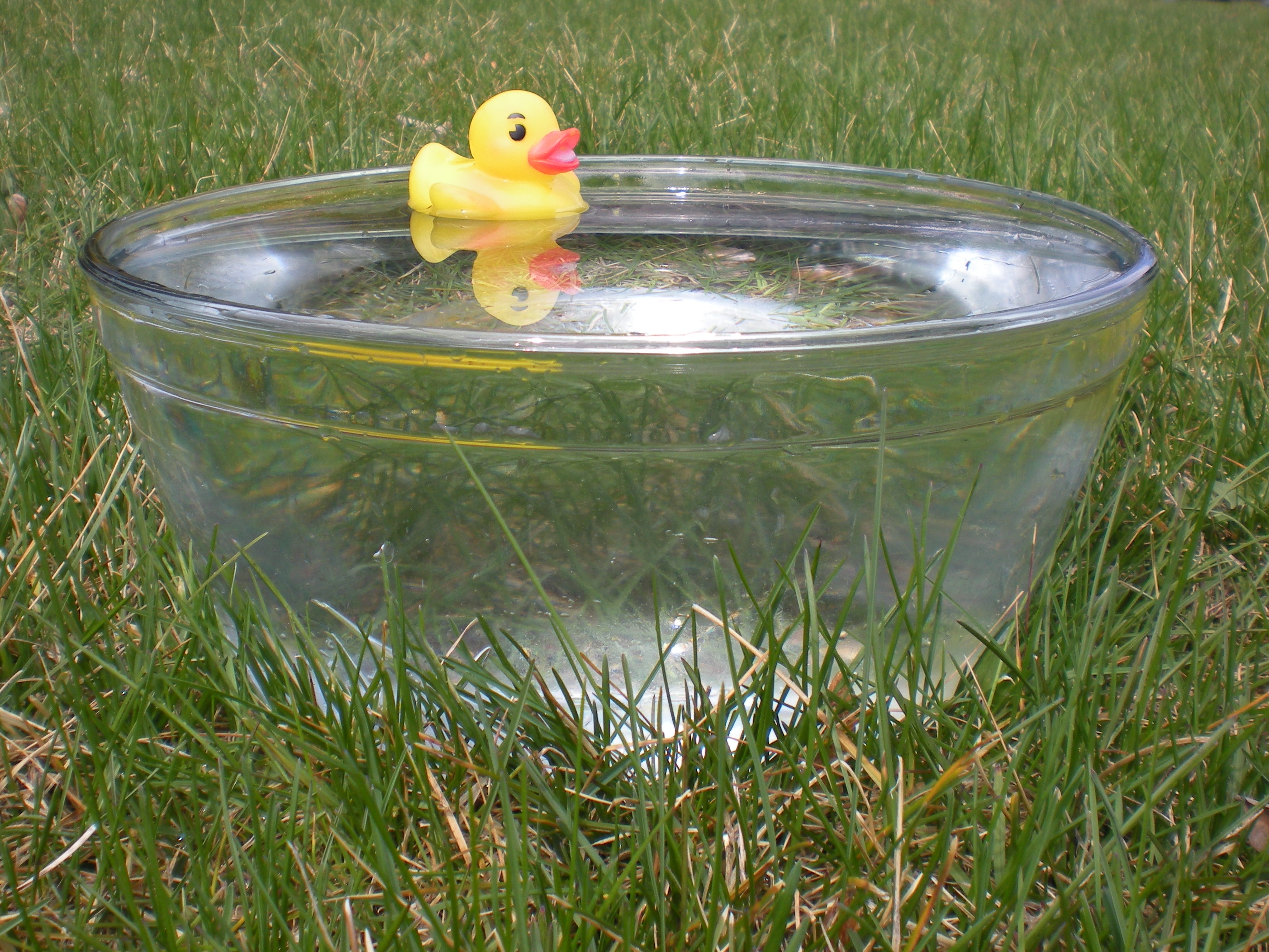 A yellow rubber duck floating in a clear glass bowl of water on grass.