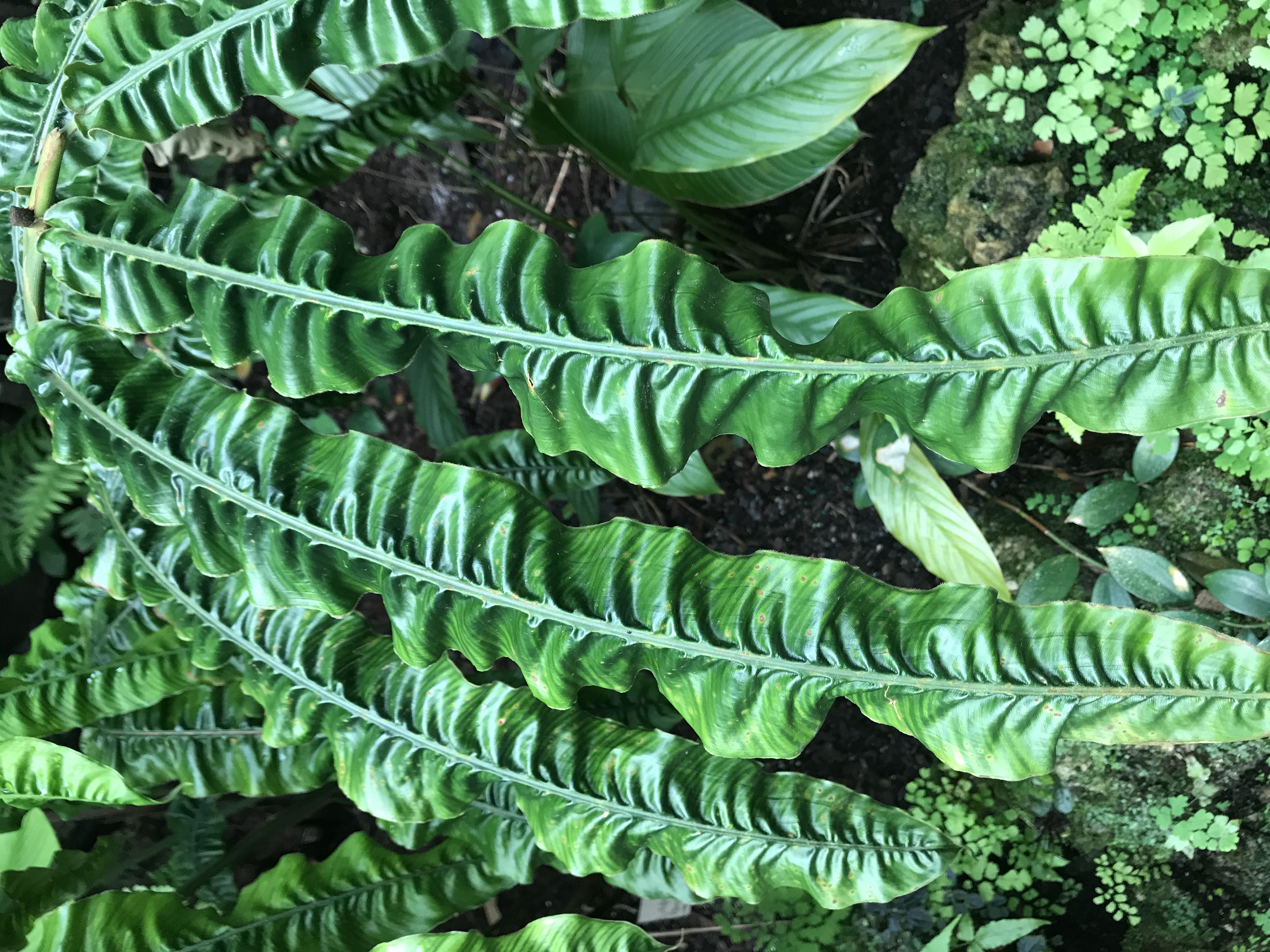 Large tropical leaves with a ribbed, corrugated texture in a lush garden.