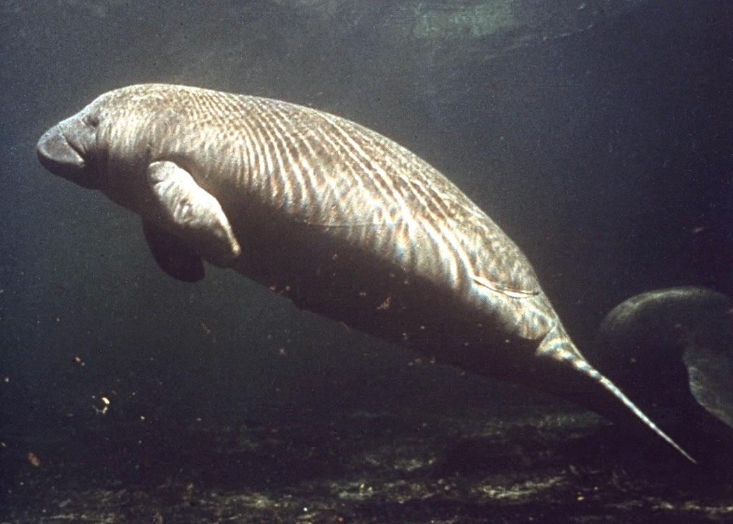 A West Indian manatee swimming underwater, viewed from the side.