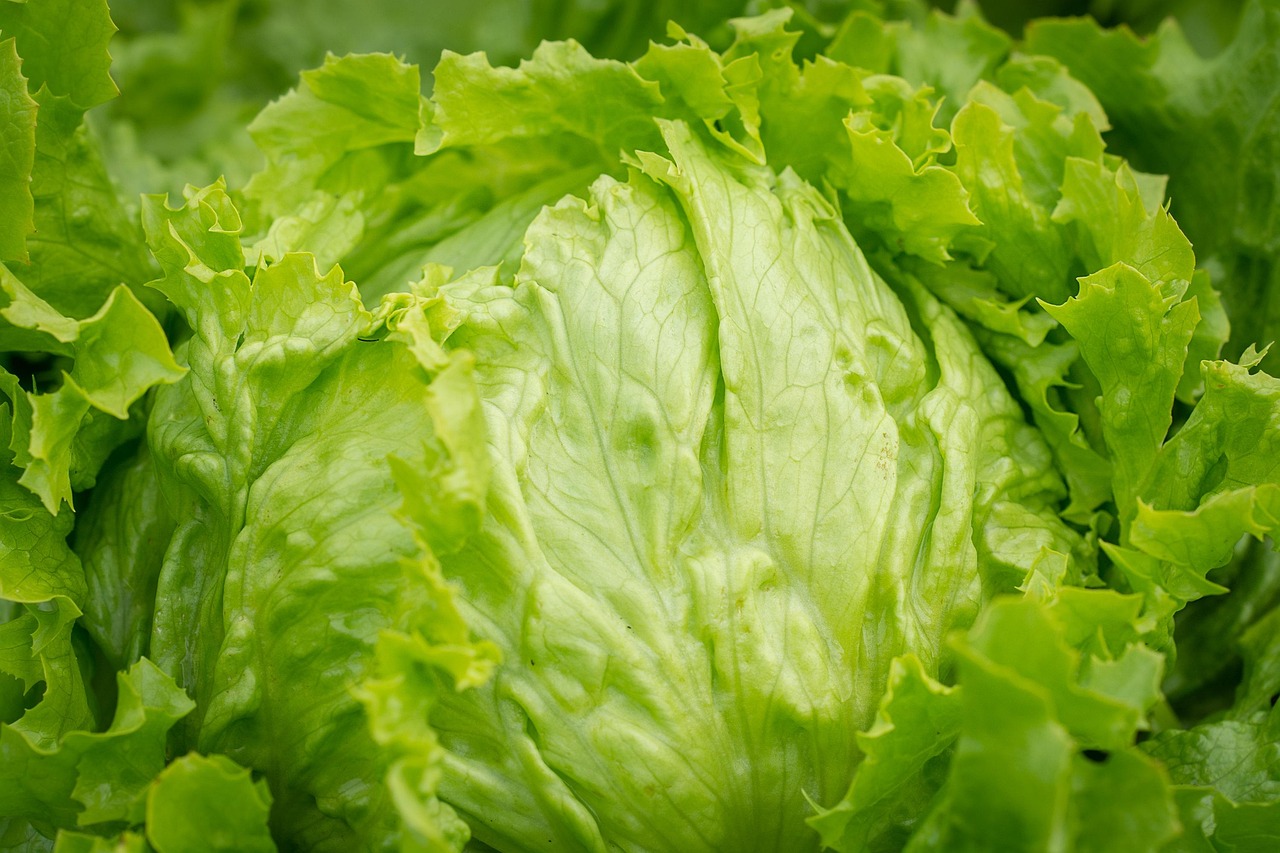 A head of iceberg lettuce, the type of produce linked to Michigan's cyclosporiasis outbreak.
