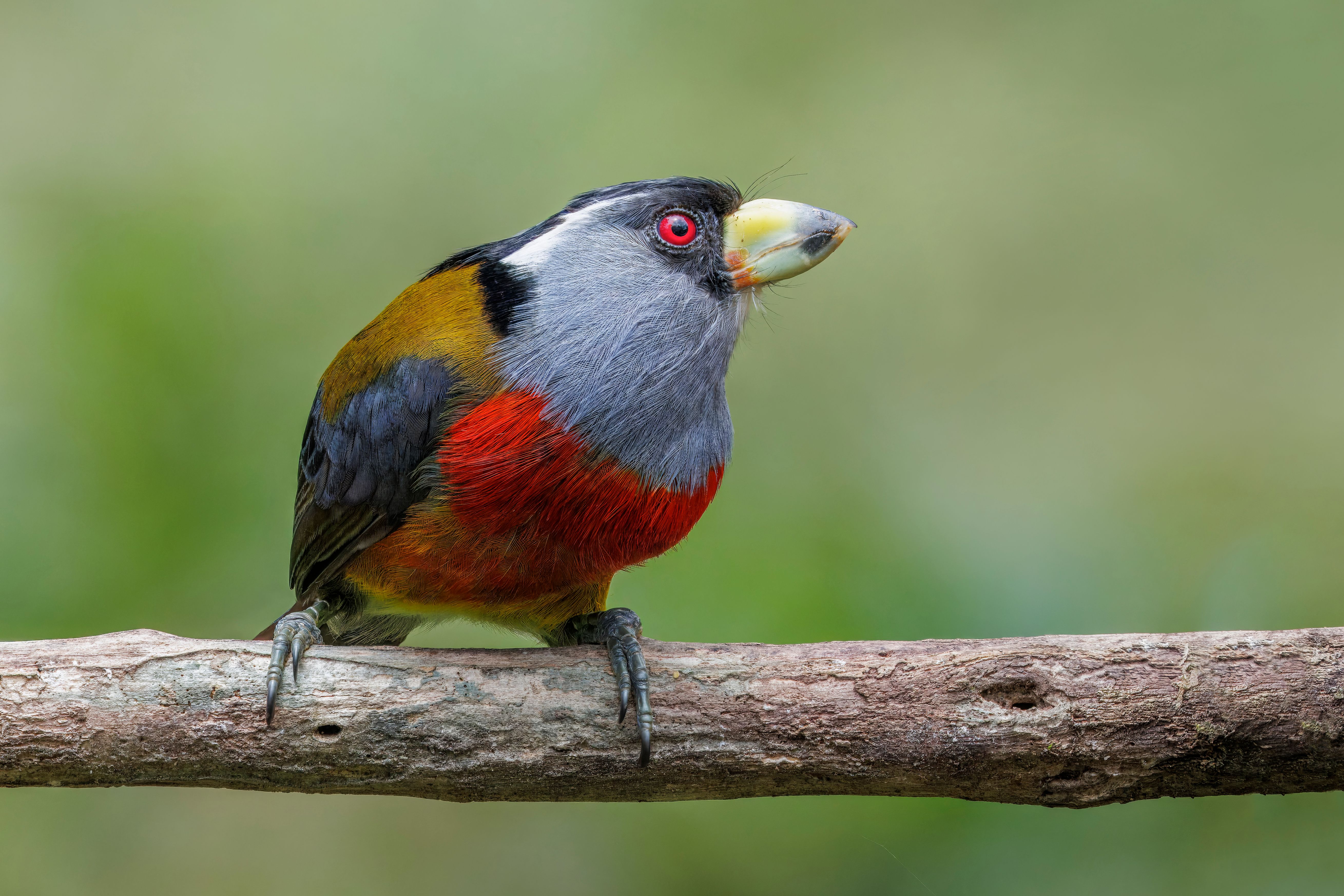 A colorful bird with red, gray, and yellow plumage perched on a branch.