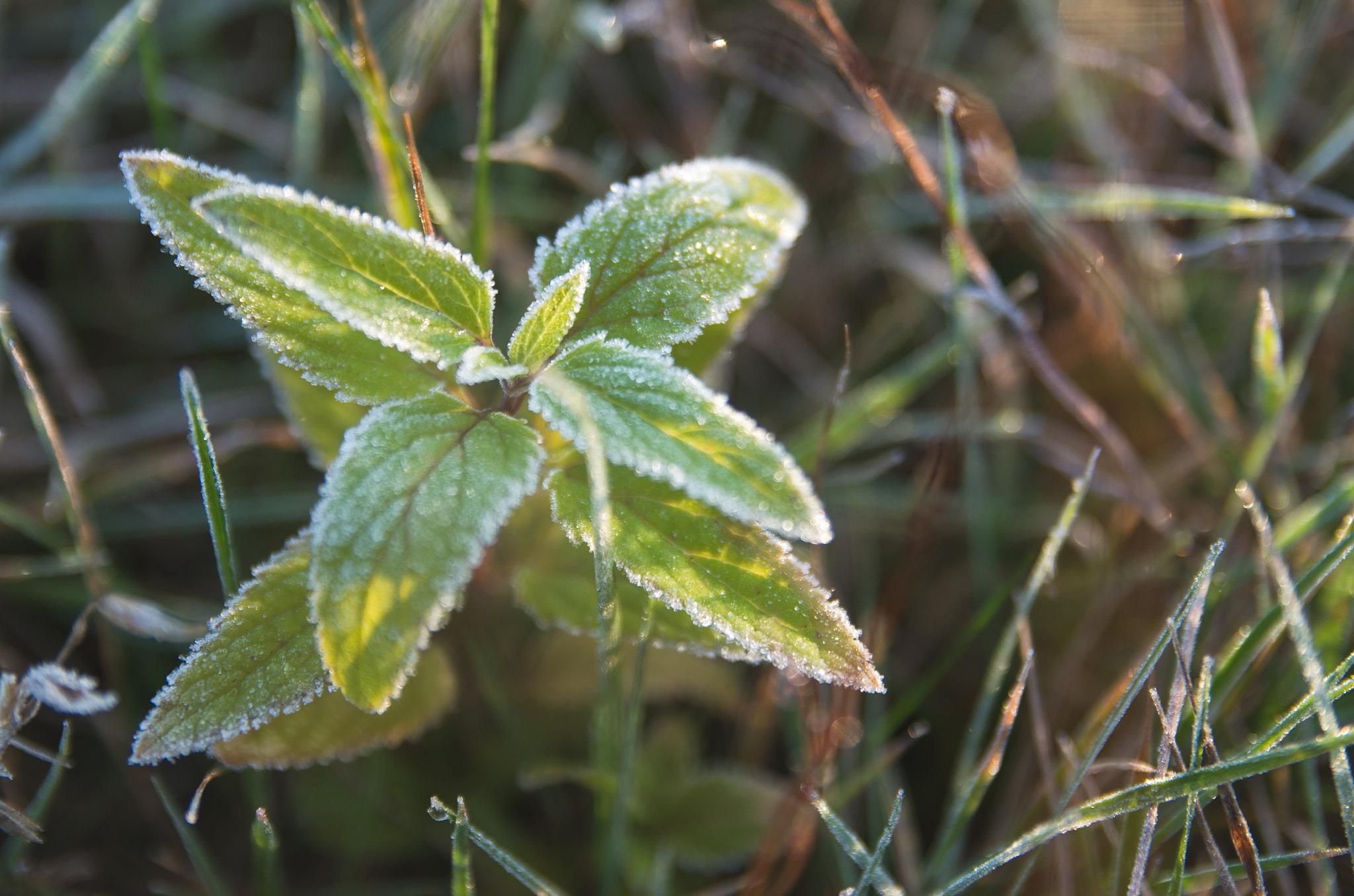 Green leaves and grass blades covered in white frost crystals at dawn.