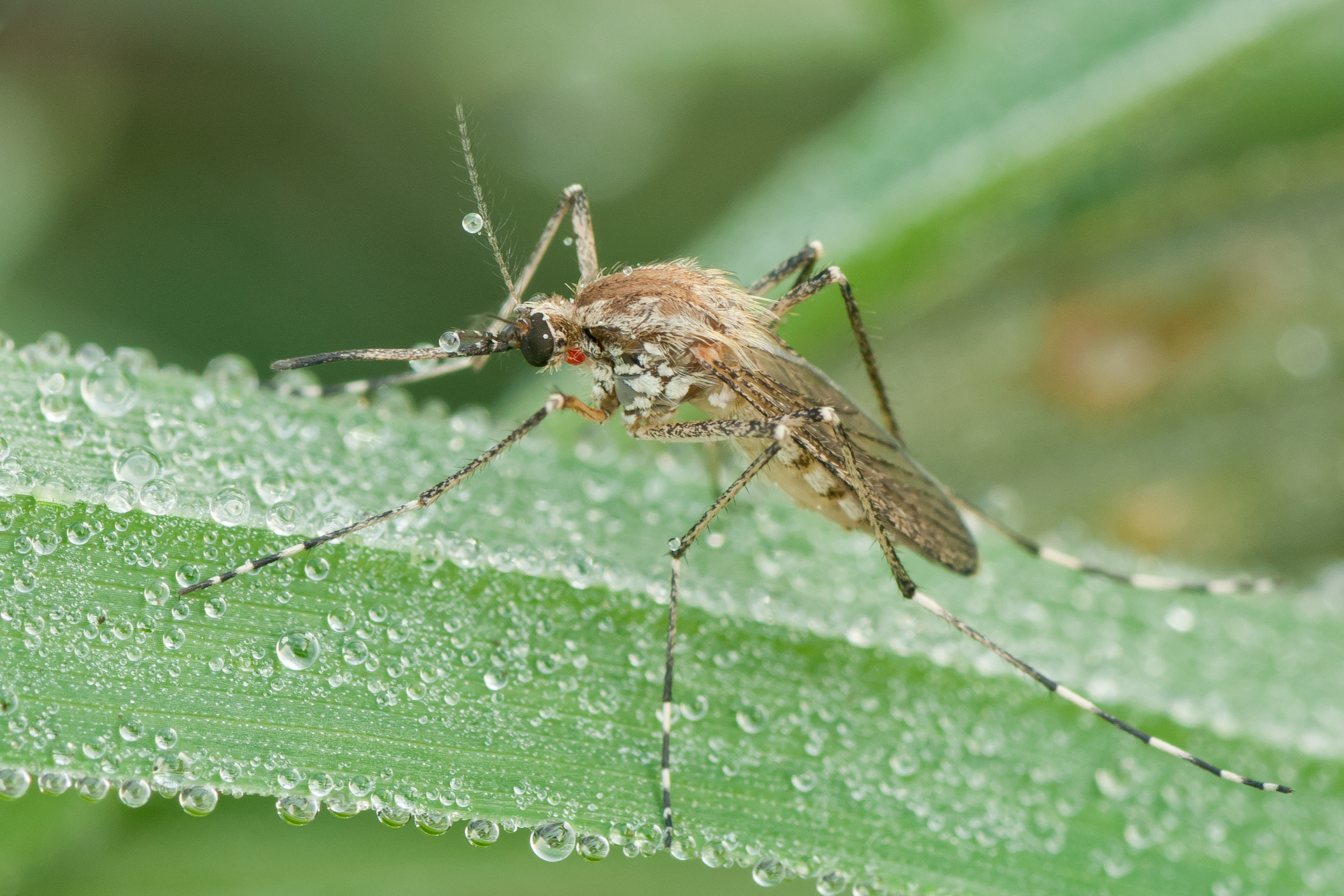 Close-up macro photo of a mosquito resting on a dew-covered green leaf.