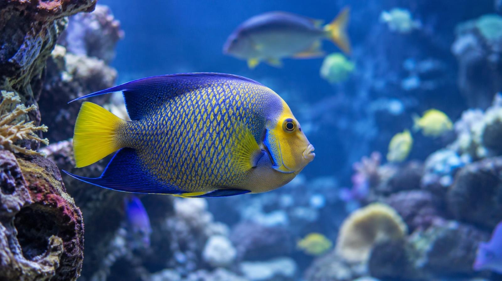 A colorful fish swimming through a coral reef in a blue-lit aquarium tank.