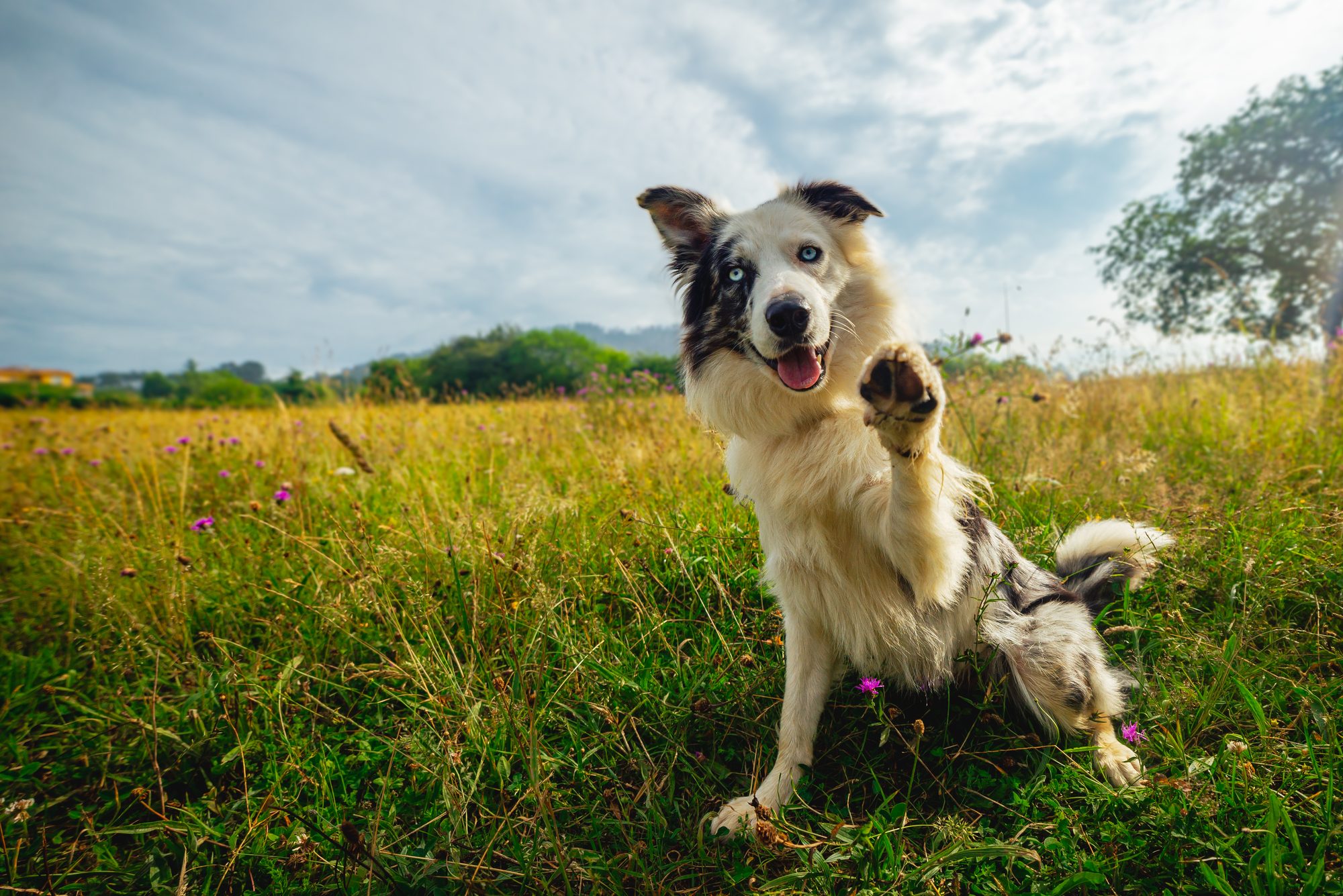 dog giving the paw