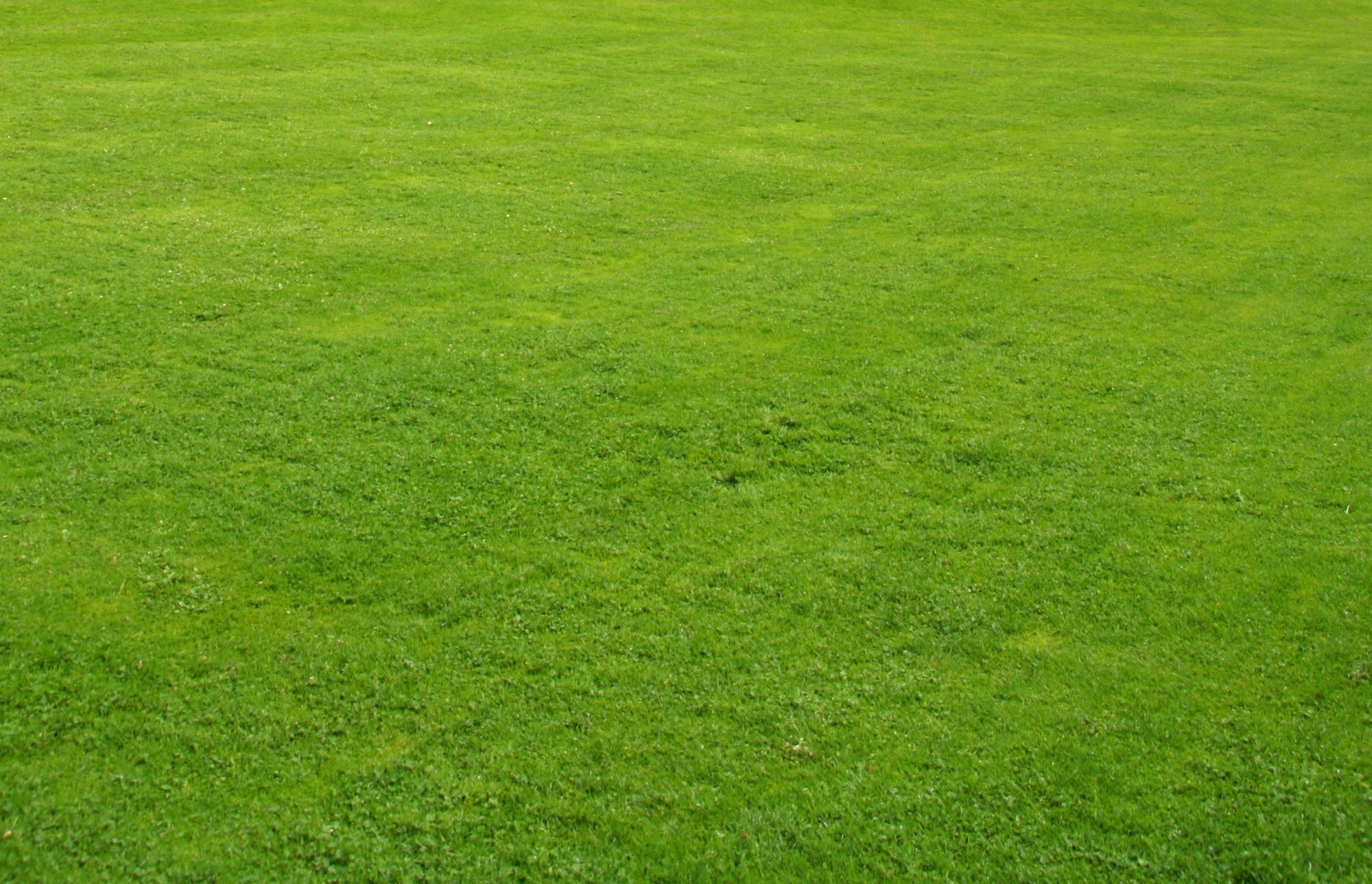 Green grass lawn background.