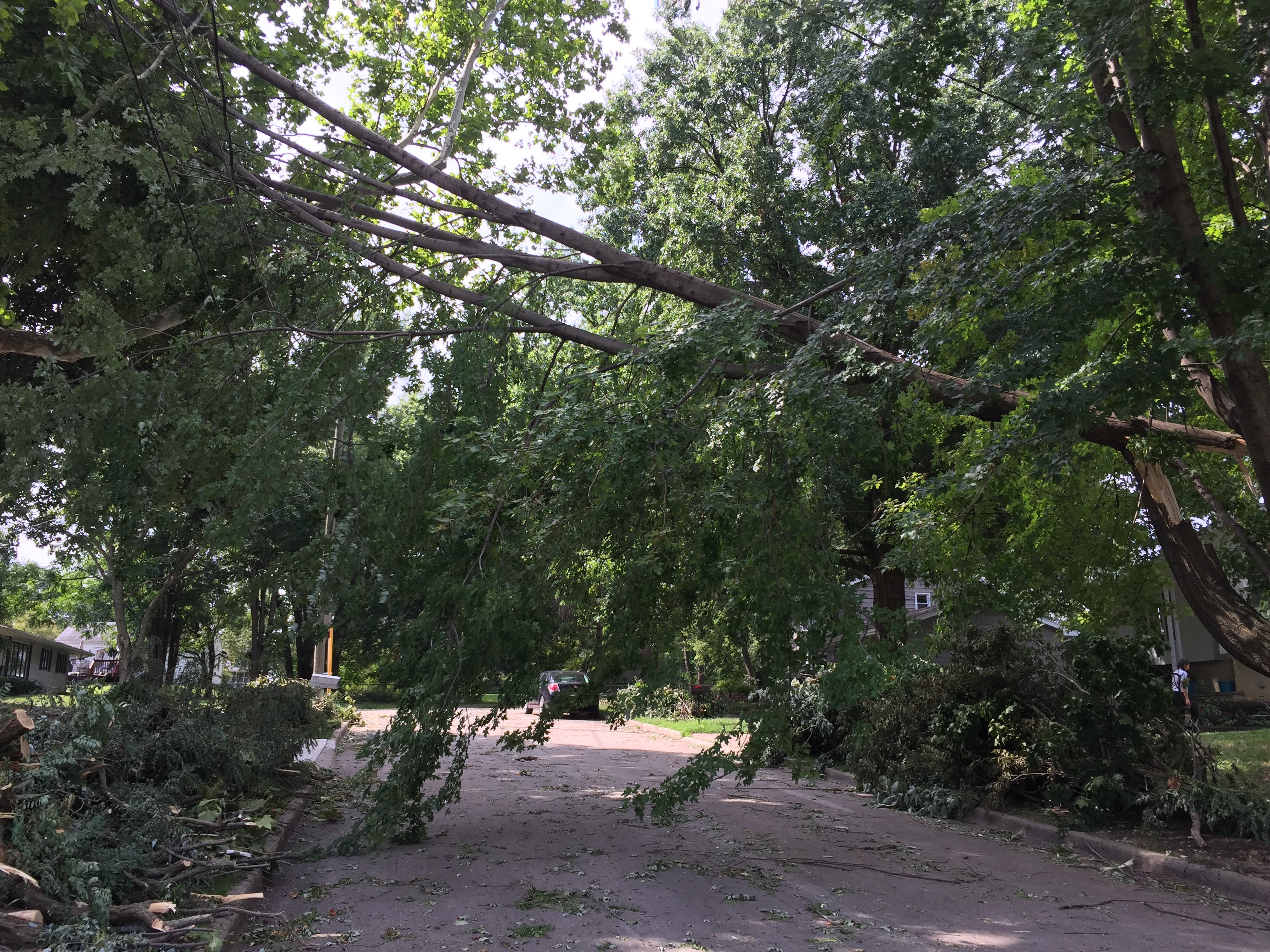 Large fallen tree limbs sprawl across a residential street after a summer storm.