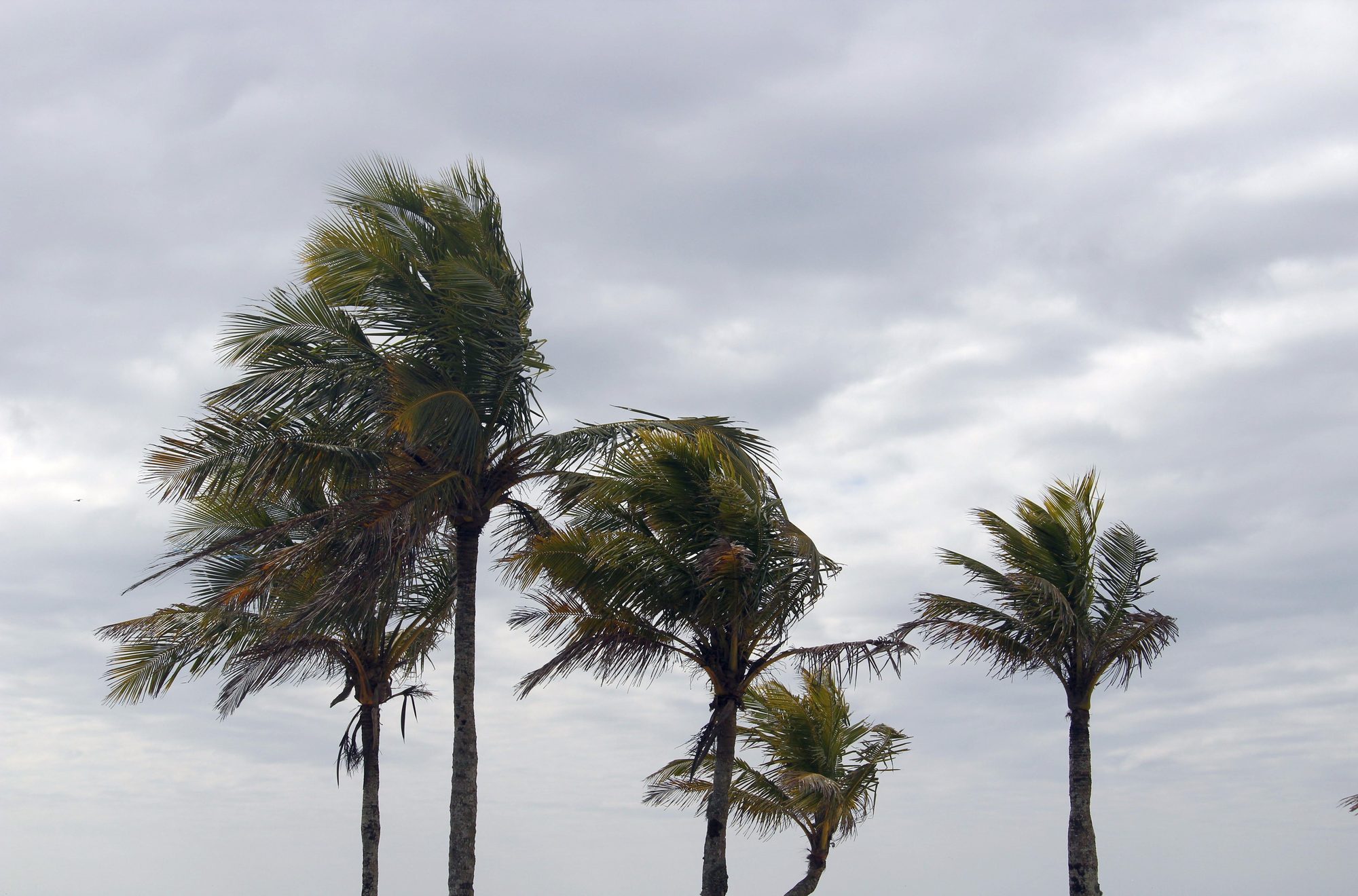 Four palm trees swaying in the wind under a cloudy sky in Guaratuba, Paraná, Brazil.