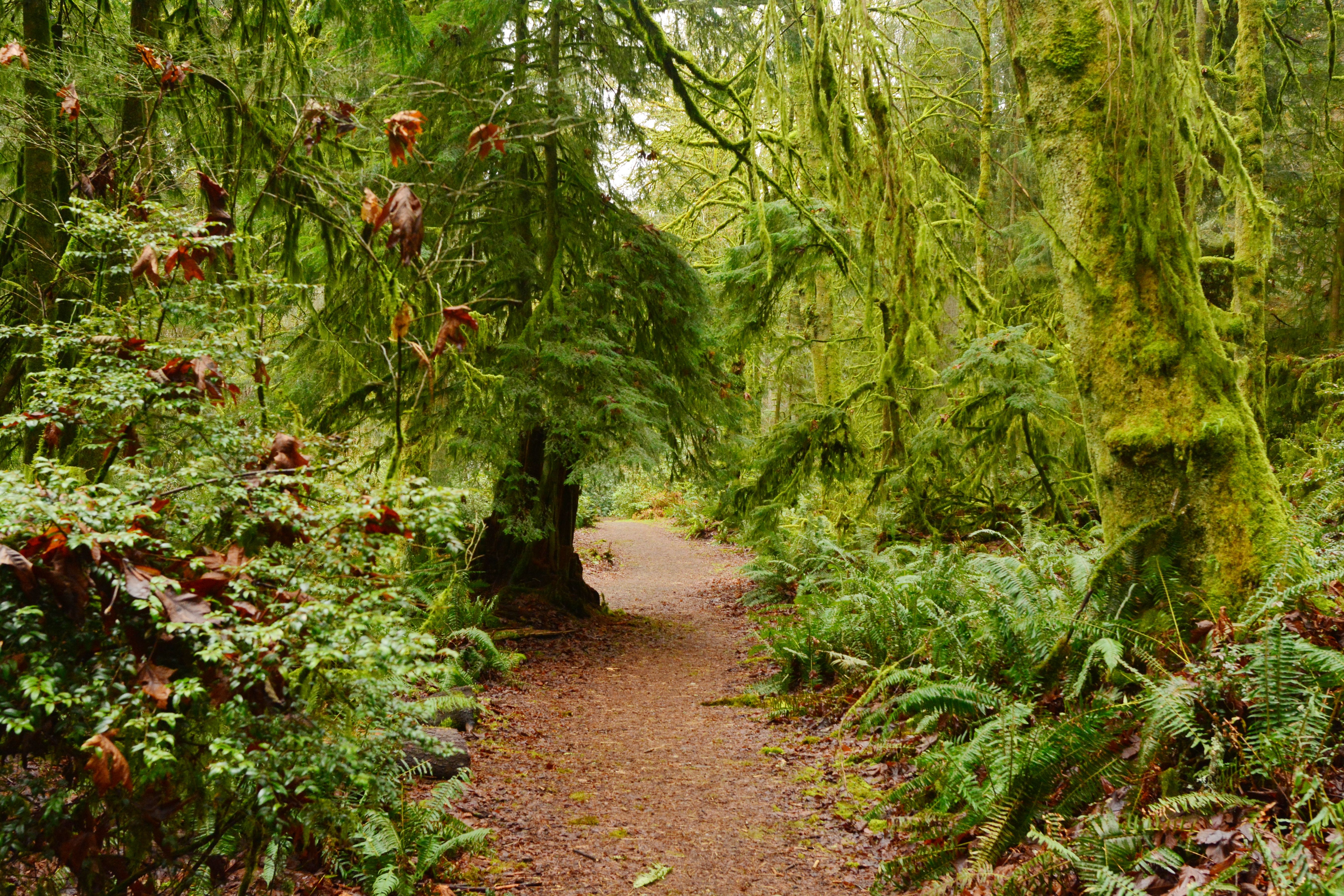 Winding dirt path through dense, fern-lined forest with moss-covered trees.